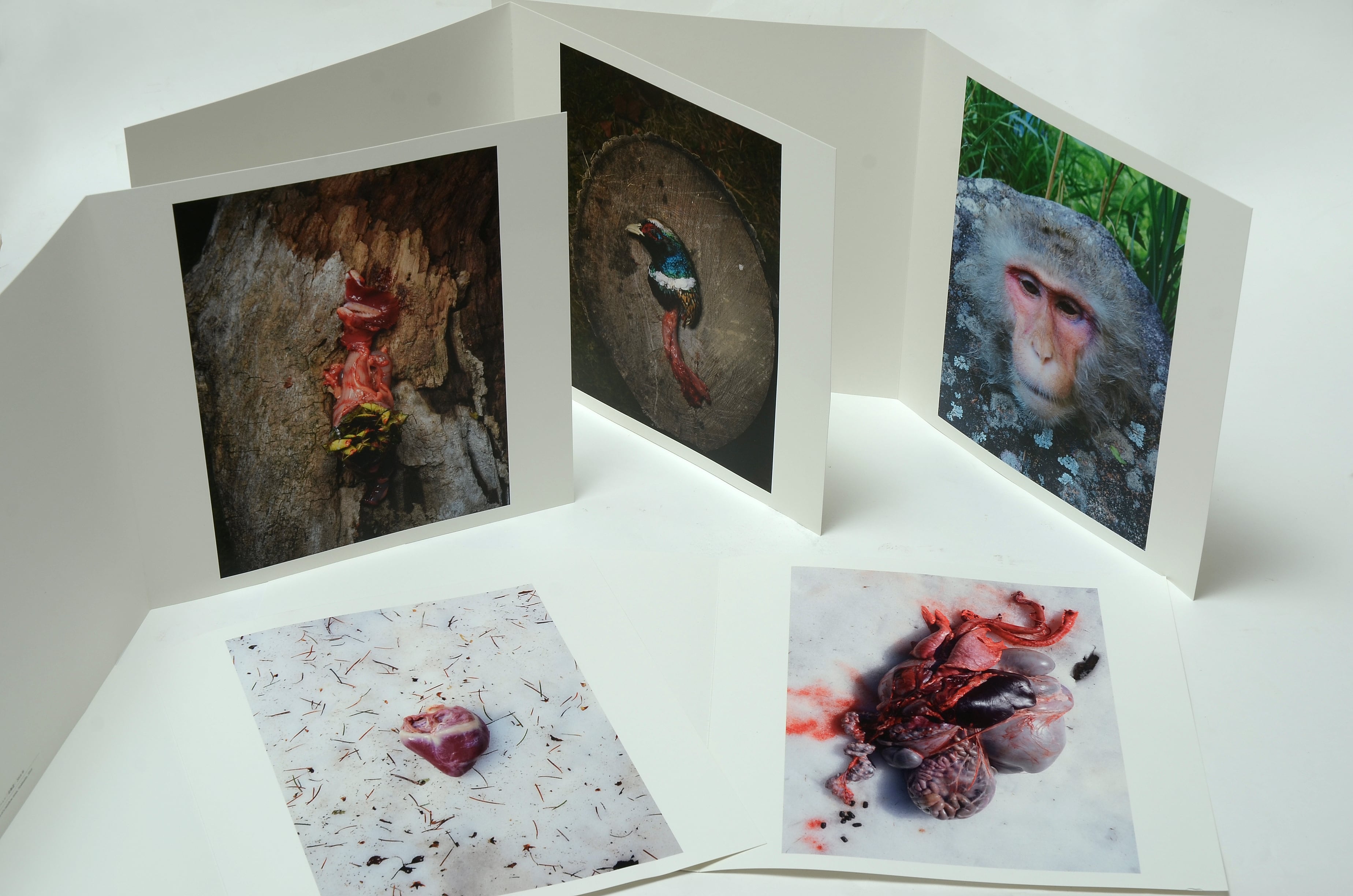 写真集『いのちのうちがわ』 写真・文／石川竜一 | アウトドア専門誌