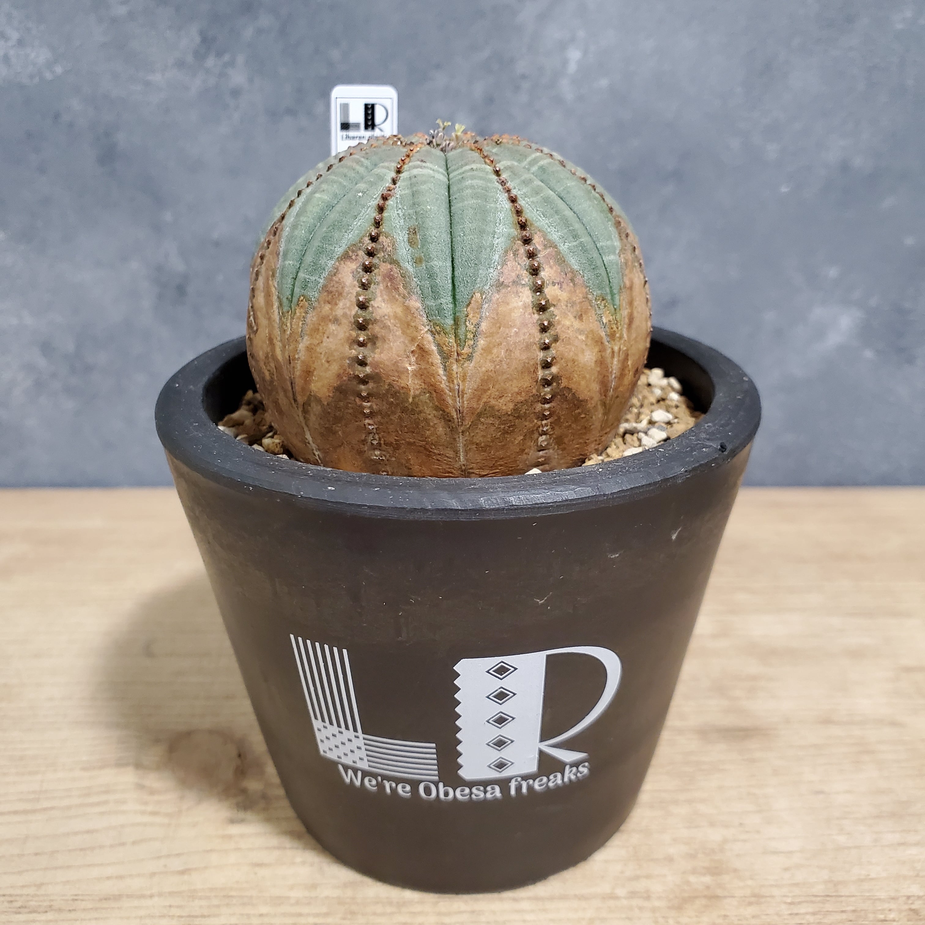 木質化】Euphorbia obesa ユーフォルビア オベサ | Libaran_Plants