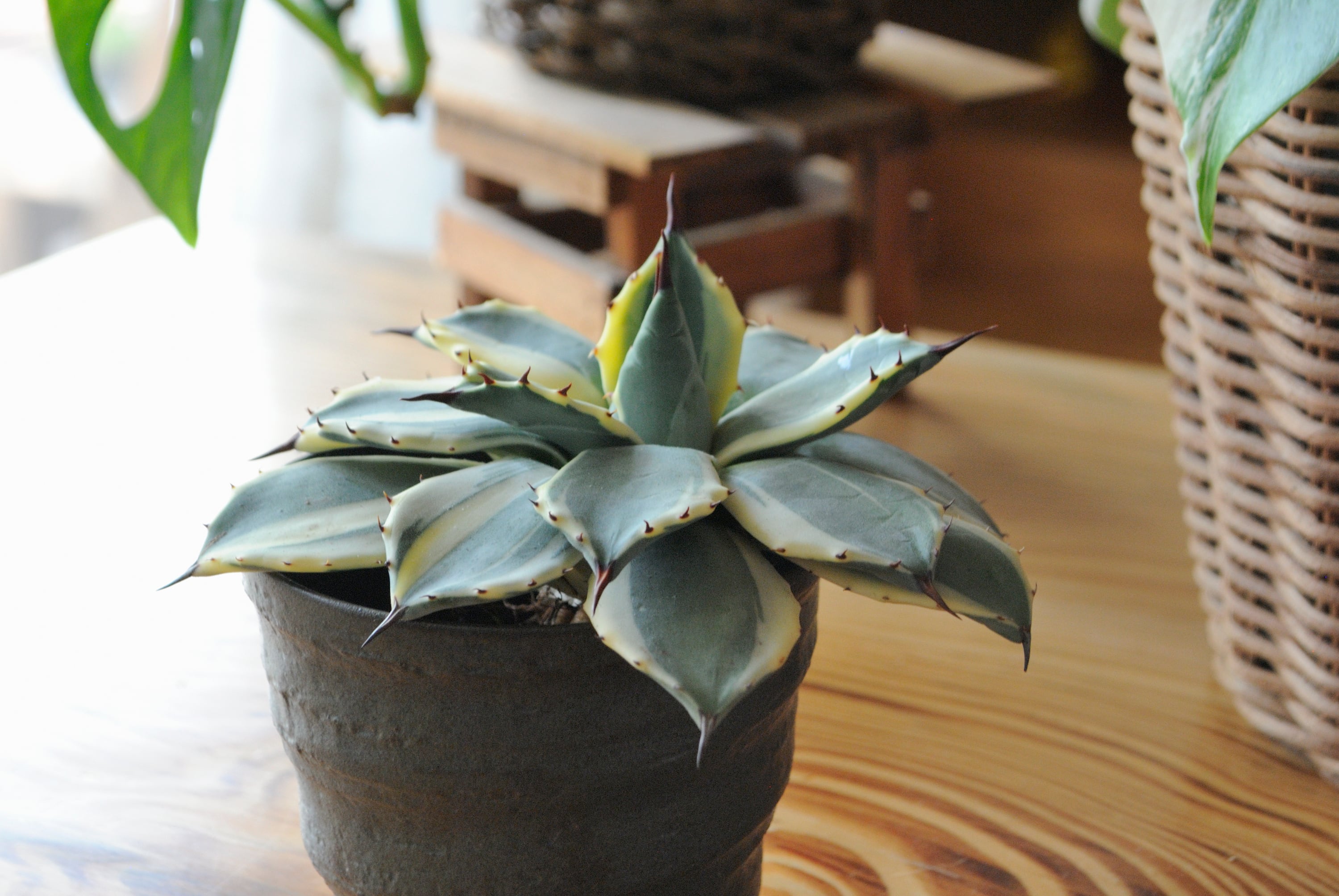 アガベ アプラナータ クリームスパイク No.1 | Agave Rocon