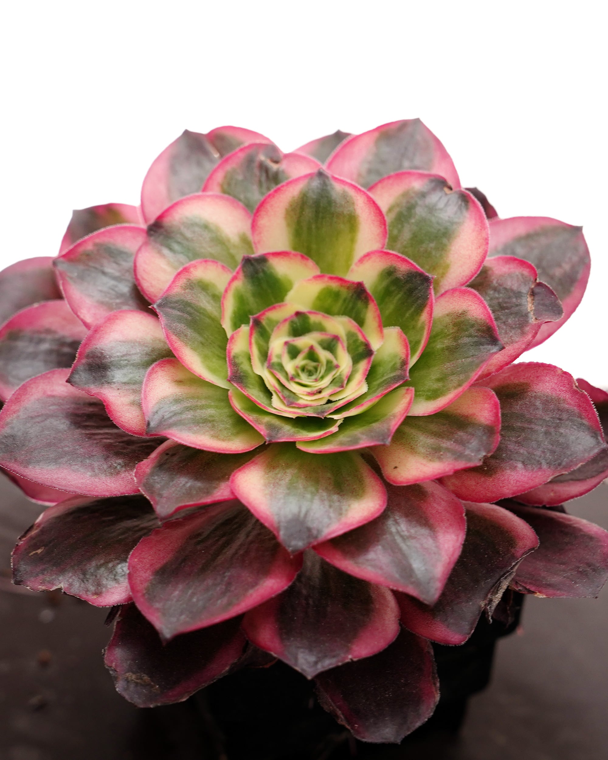 抜き苗 アエオニウム 魅金ローズ錦 Aeonium 'Charm Golden Rose