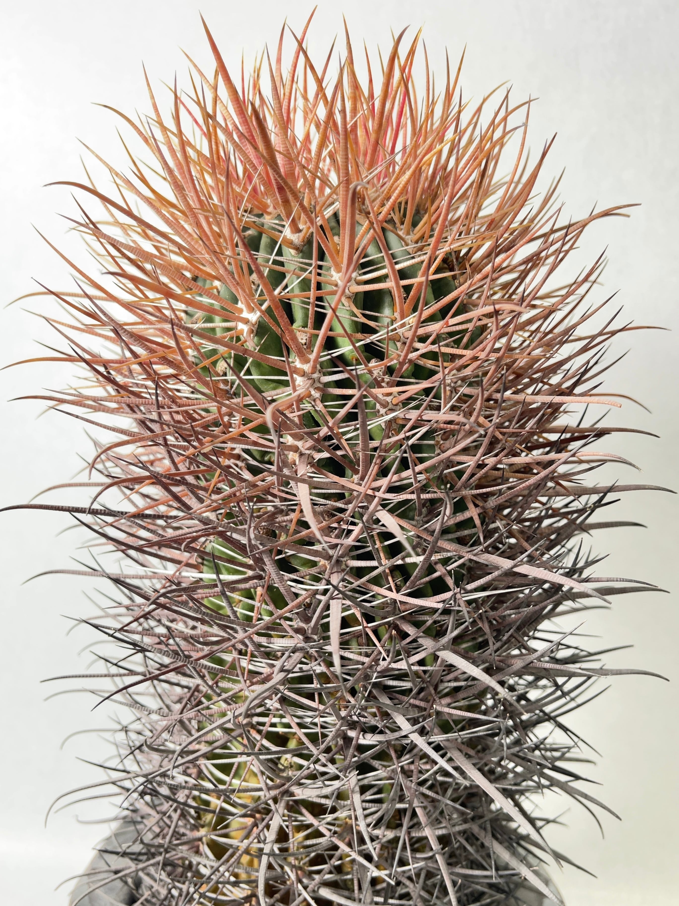 フェロカクタス・赤刺金冠竜 | trigger