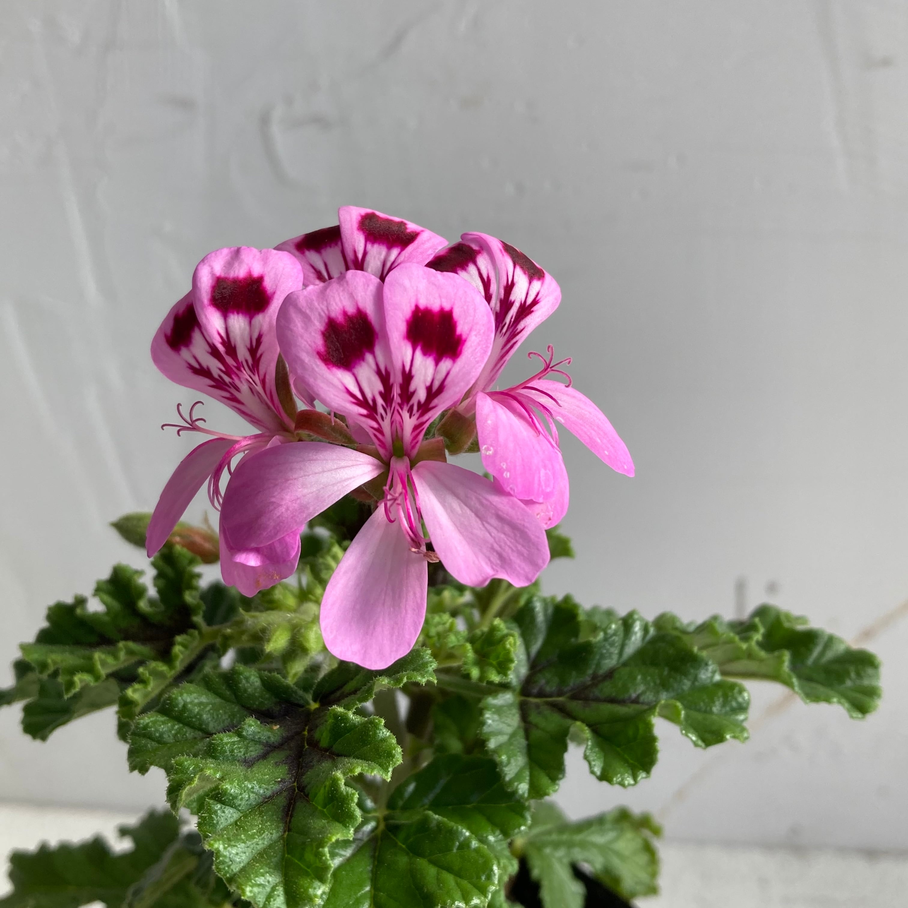 ゼラニウム] パインゼラニウム 苗 3号ポット | M'MATOKA