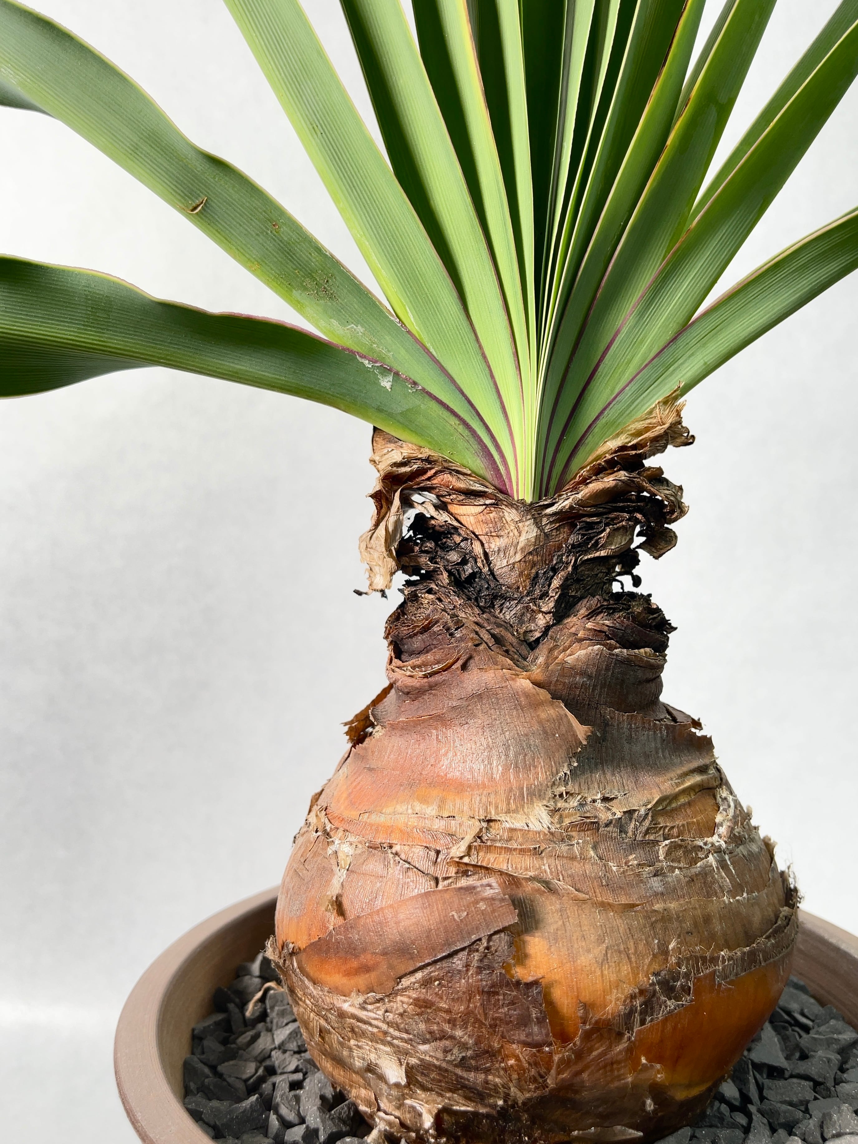 ブーファン・ディスティチャ | trigger