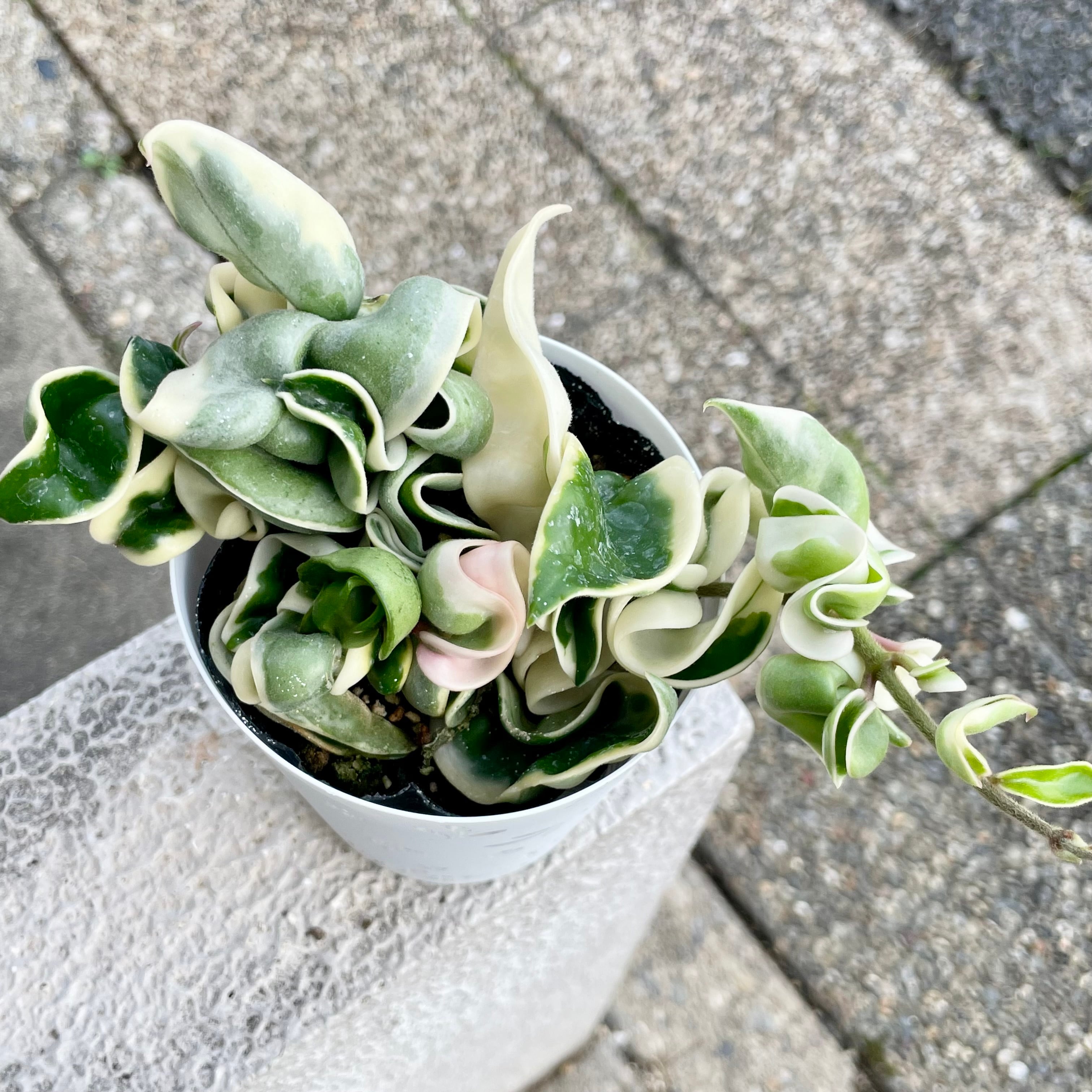 再入荷｜とっても珍しい 斑入りホヤ・コンパクタ〈ホヤ・カルノーサ