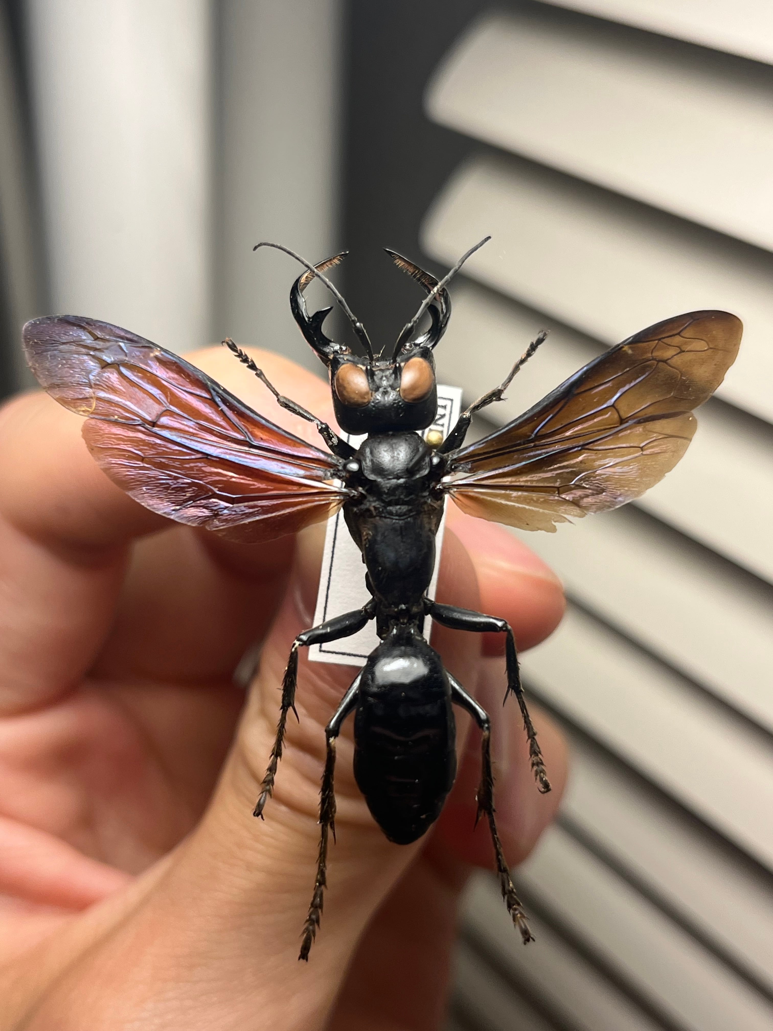 45mm】メガララガルーダ ハチ蜂スズメバチタランチュラホークメガララ