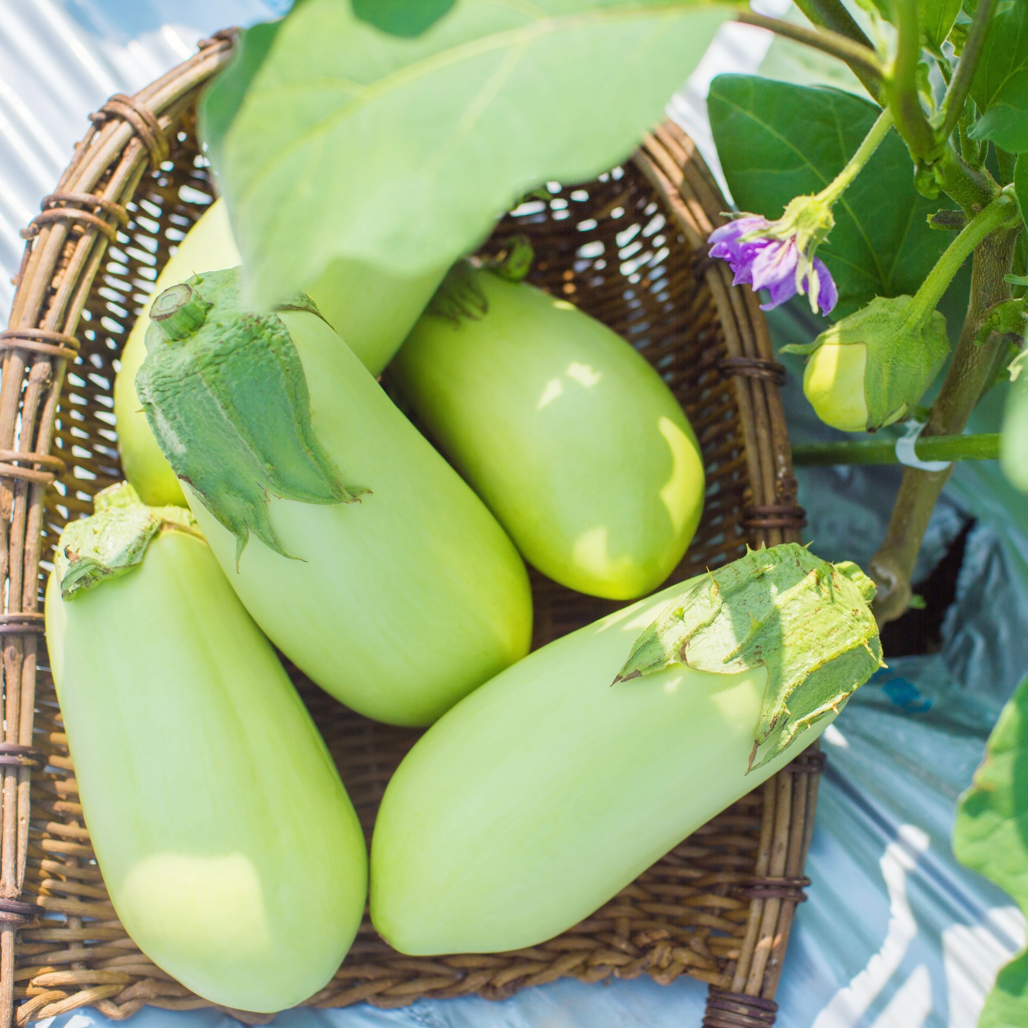 7月上旬〜10月中旬【徳島県阿波市】GOTTSO美〜®︎ナス（翡翠なす