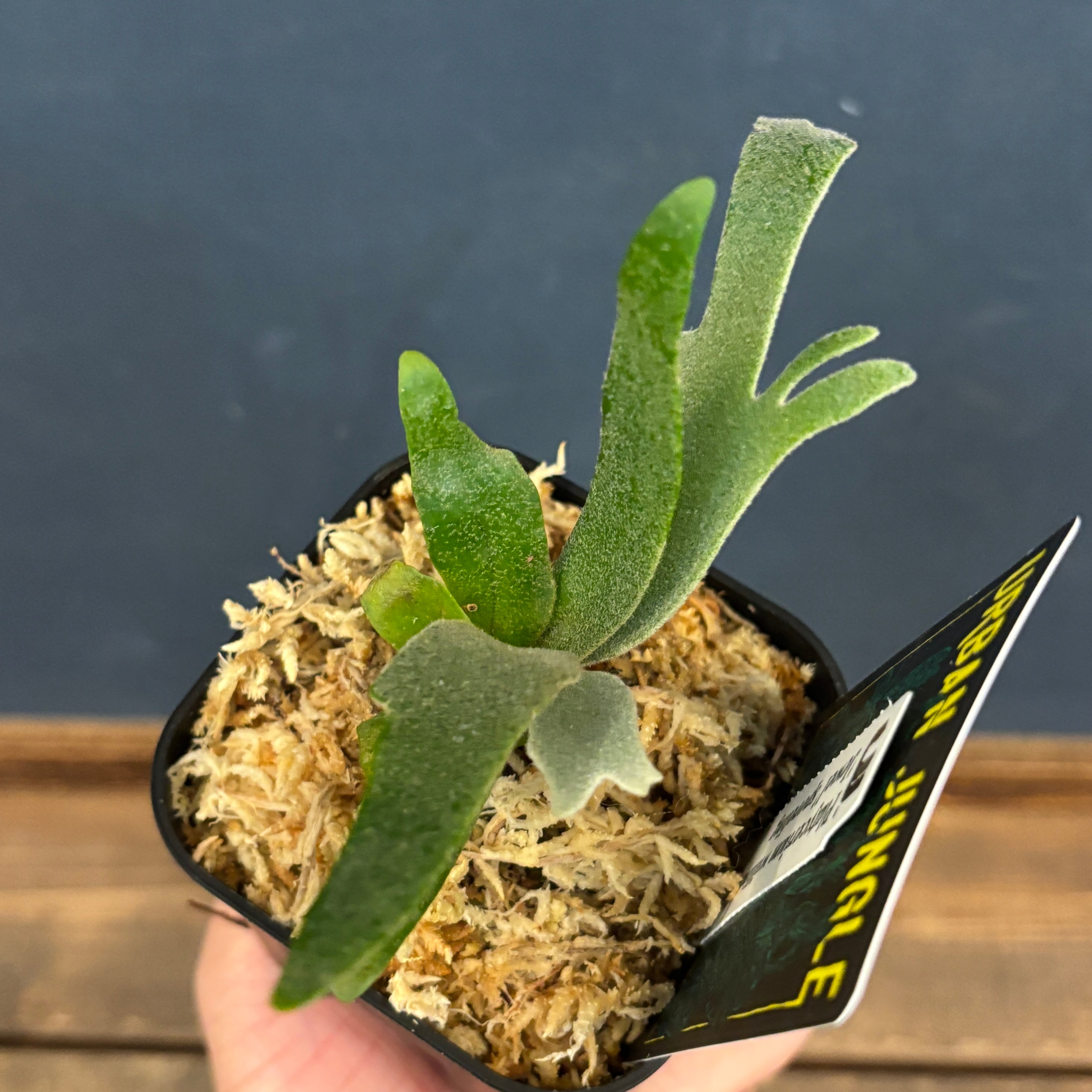 ビカクシダ ジュエル P. willinckii 'jewel' spore【265】 | PROTOLEAF