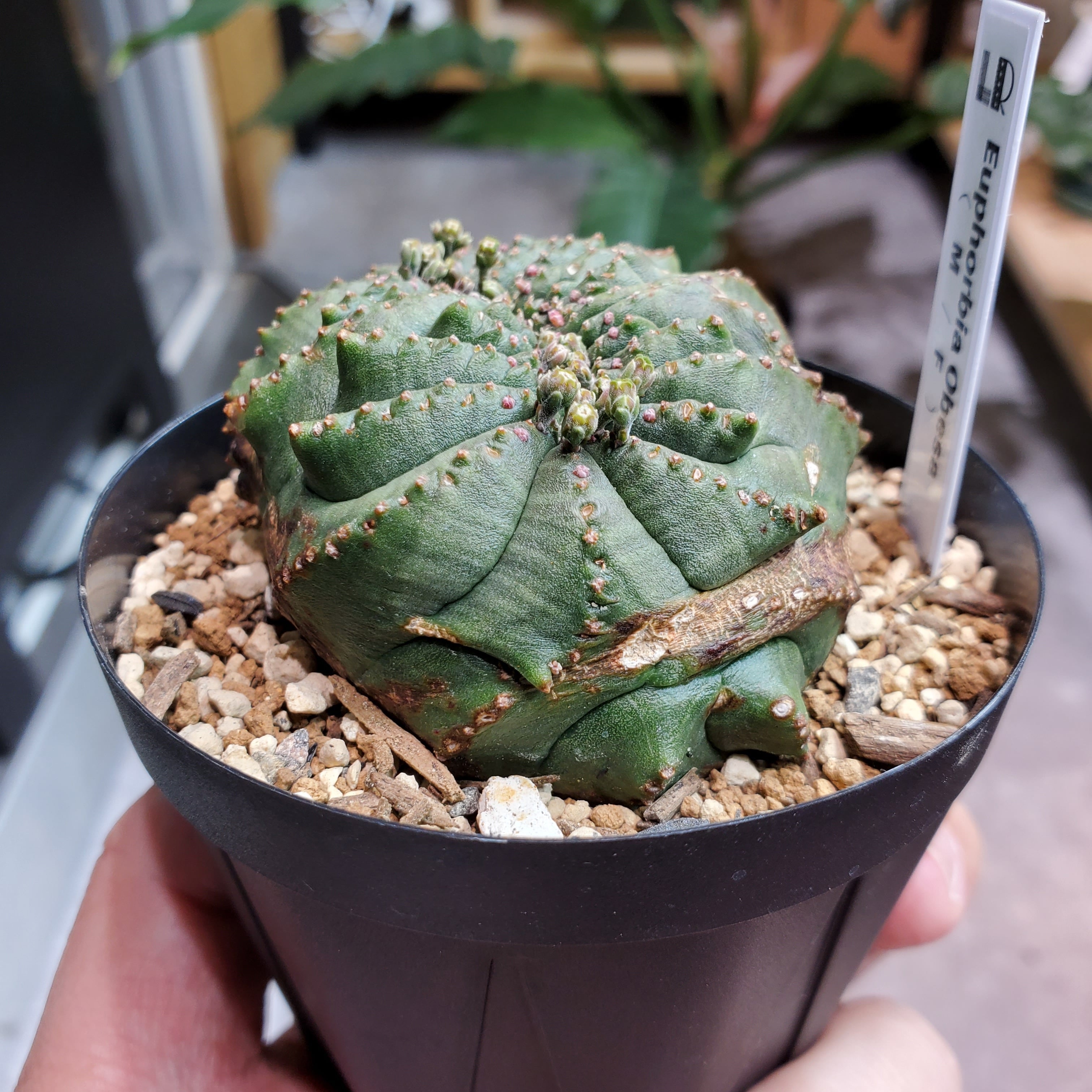 綴化】メス株 Euphorbia Obesa ユーフォルビア オベサ