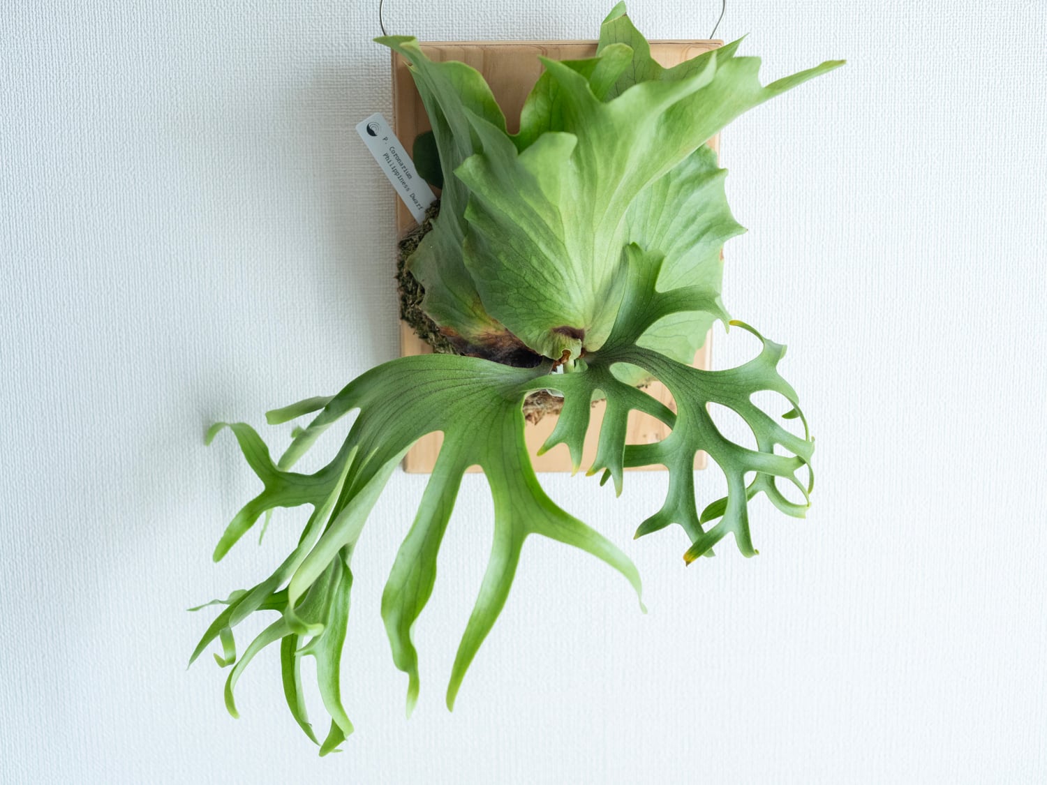 P.coronarium Philippines Dwarf/コロナリウム・フィリピネス