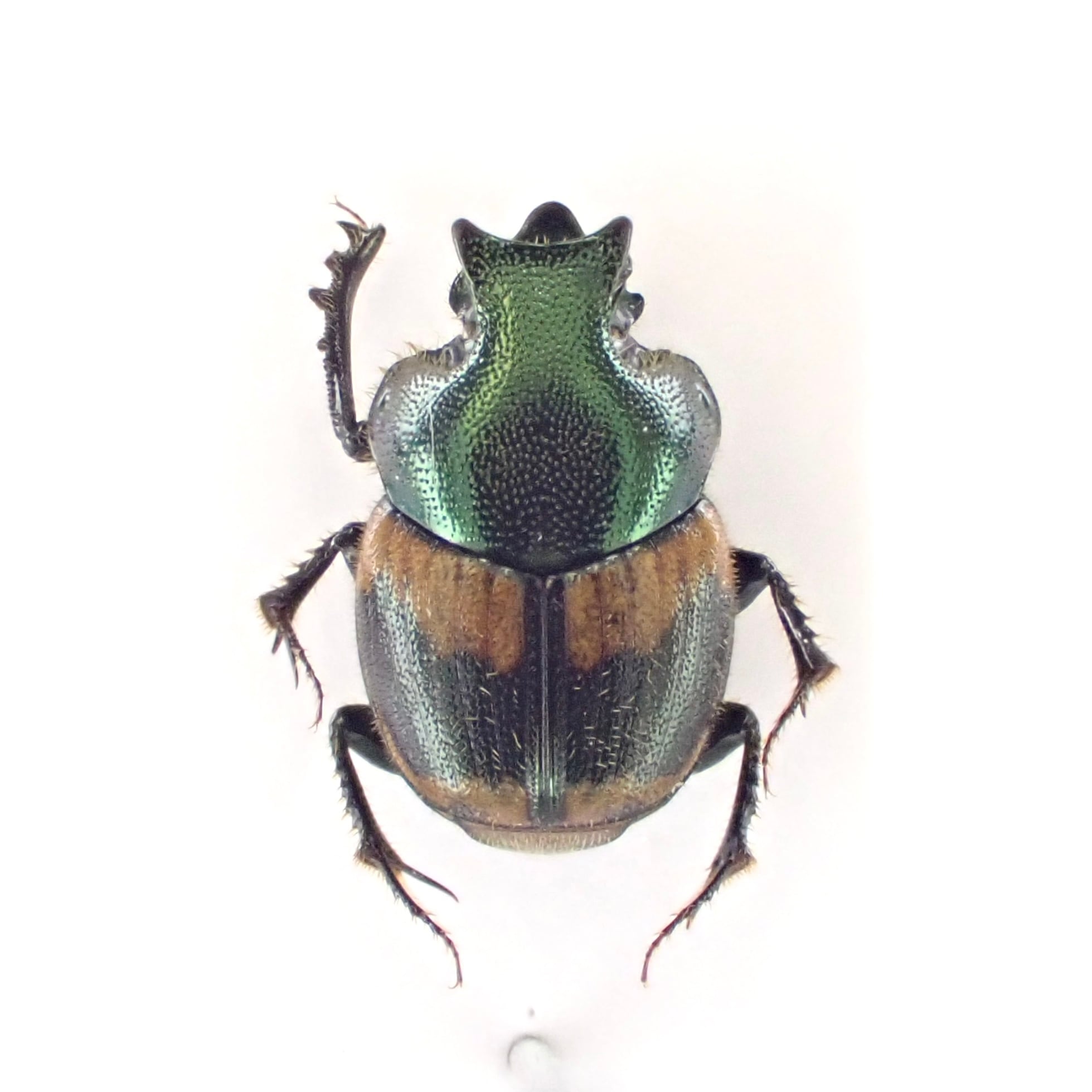 コスタリカ産 アウリガヌスキンイロコガネ 26mm お買い得 コスタリカ産