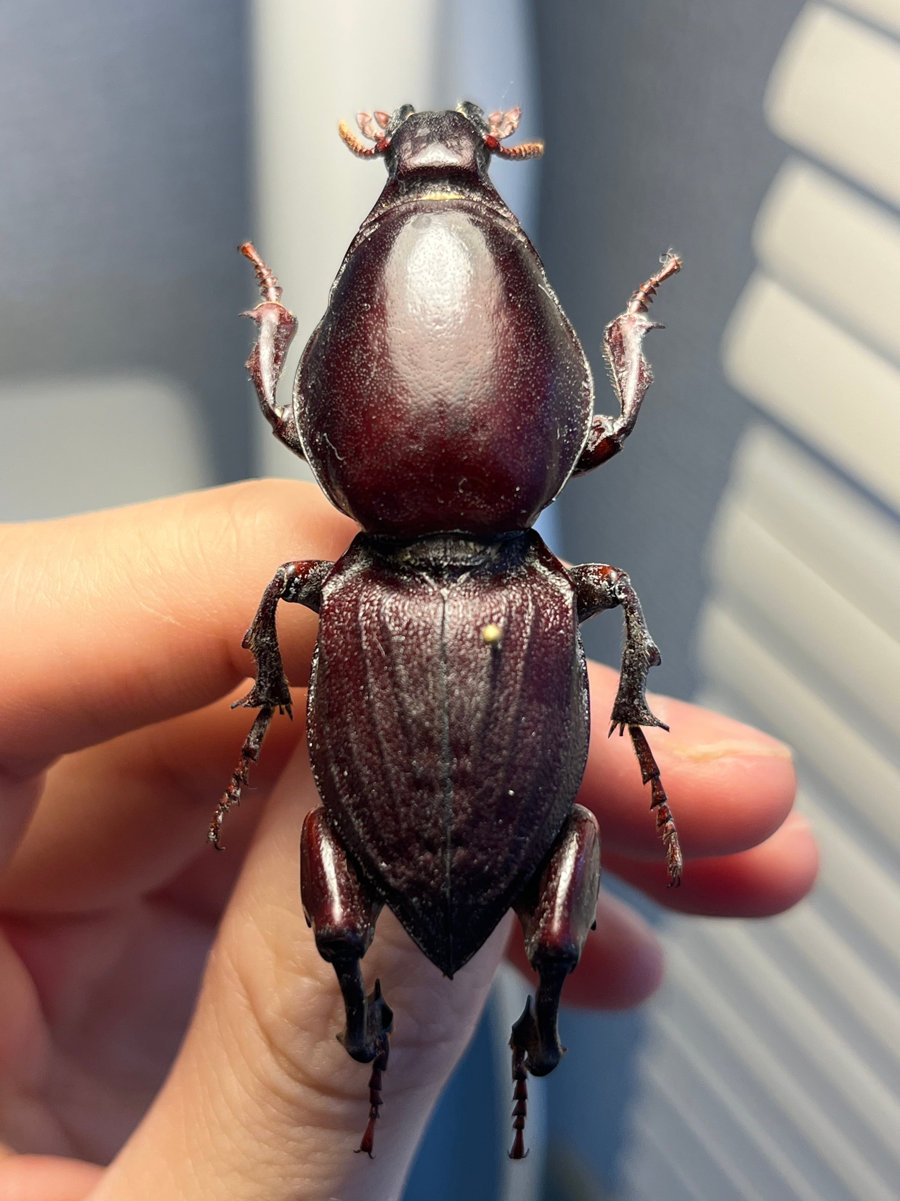 121mm】タイタンオオウスバカミキリ カブトムシクワガタハナムグリ昆虫