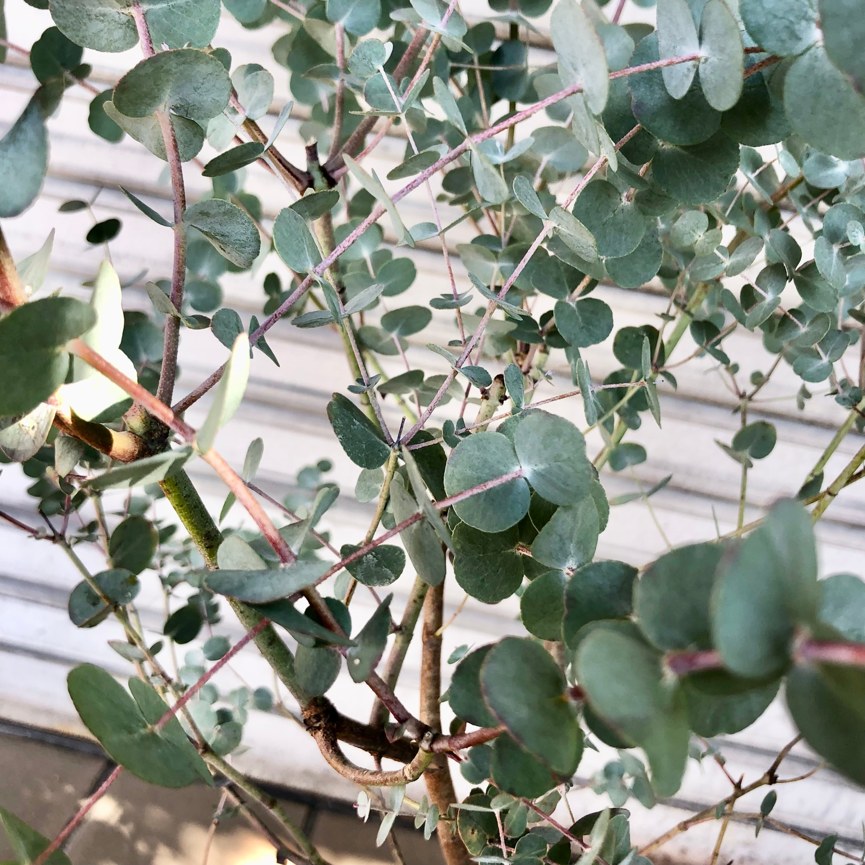 大株 幹太め ユーカリ シネレア 銀丸葉 | PLANTS SHOP OLIVE