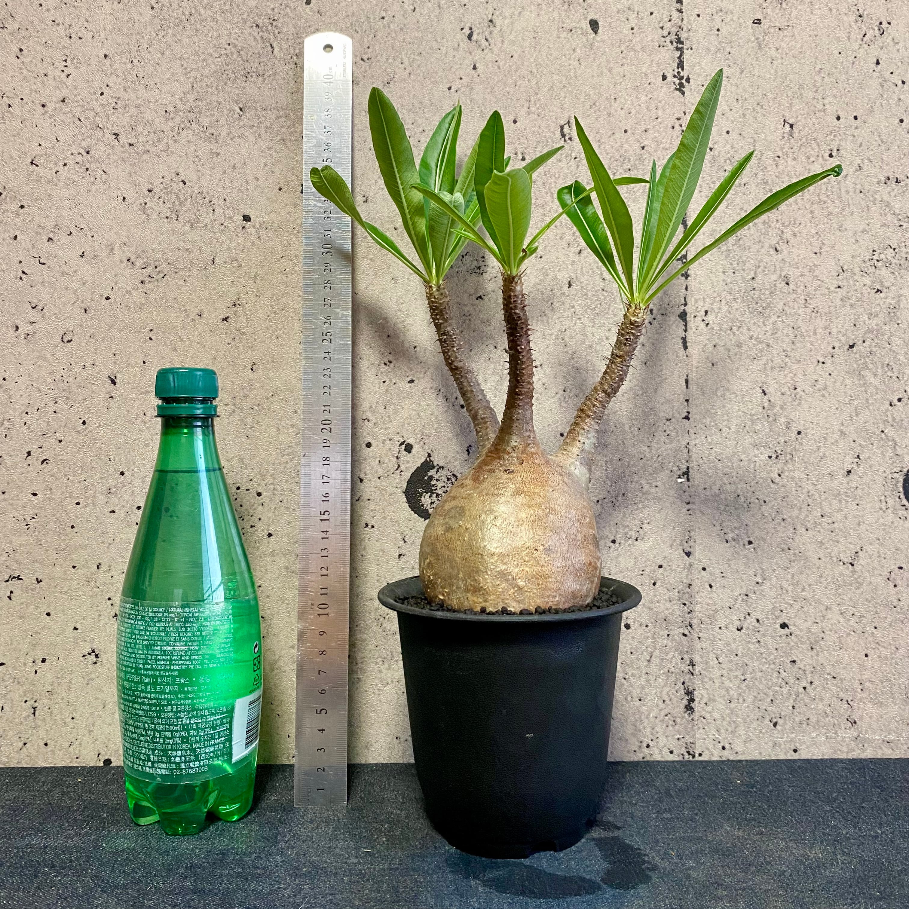 良型！パキポディウム 『グラキリス』 | Planet Plants プラネットプランツ