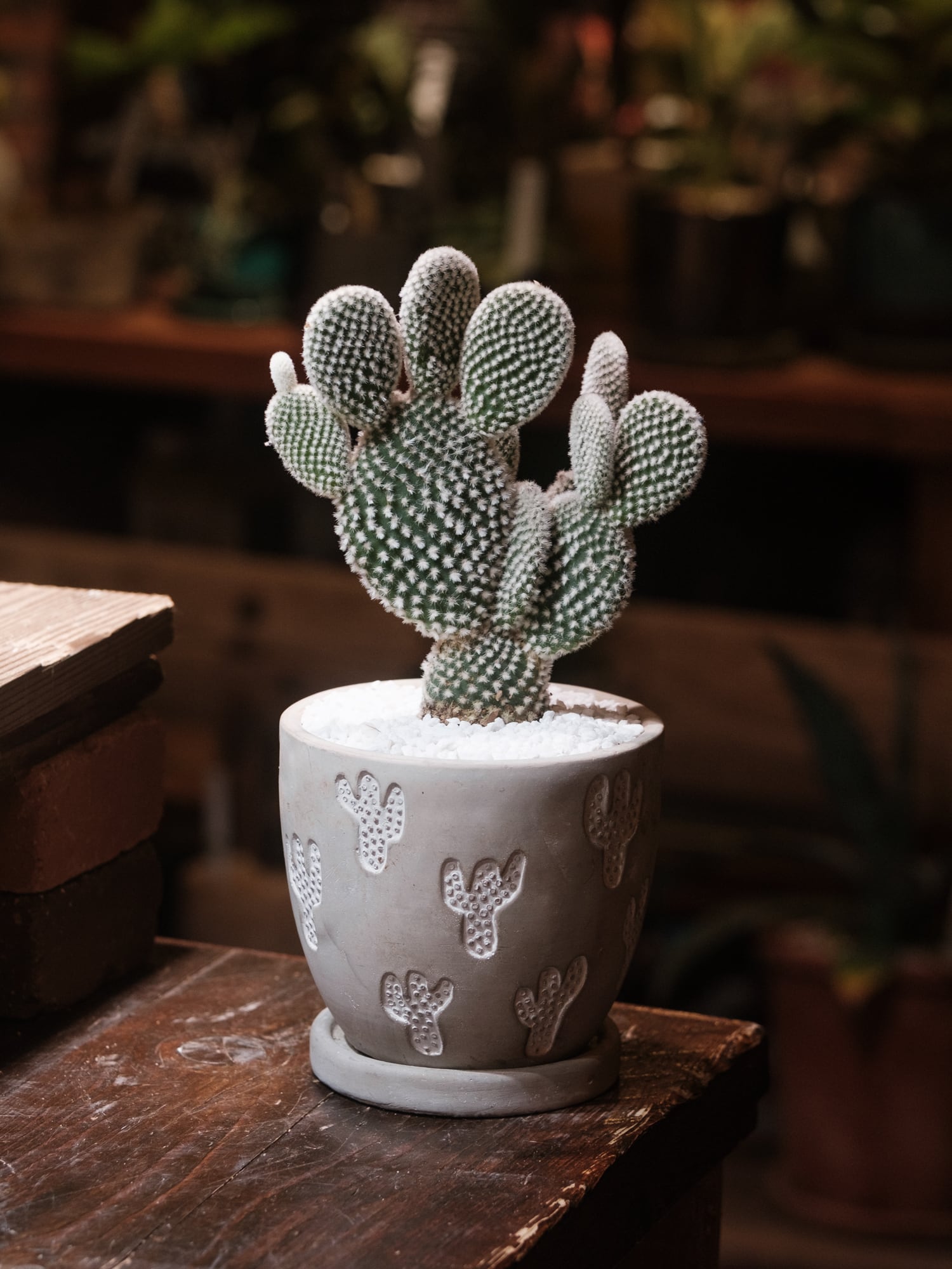 バニーカクタス | LIFE NOSTALGIA