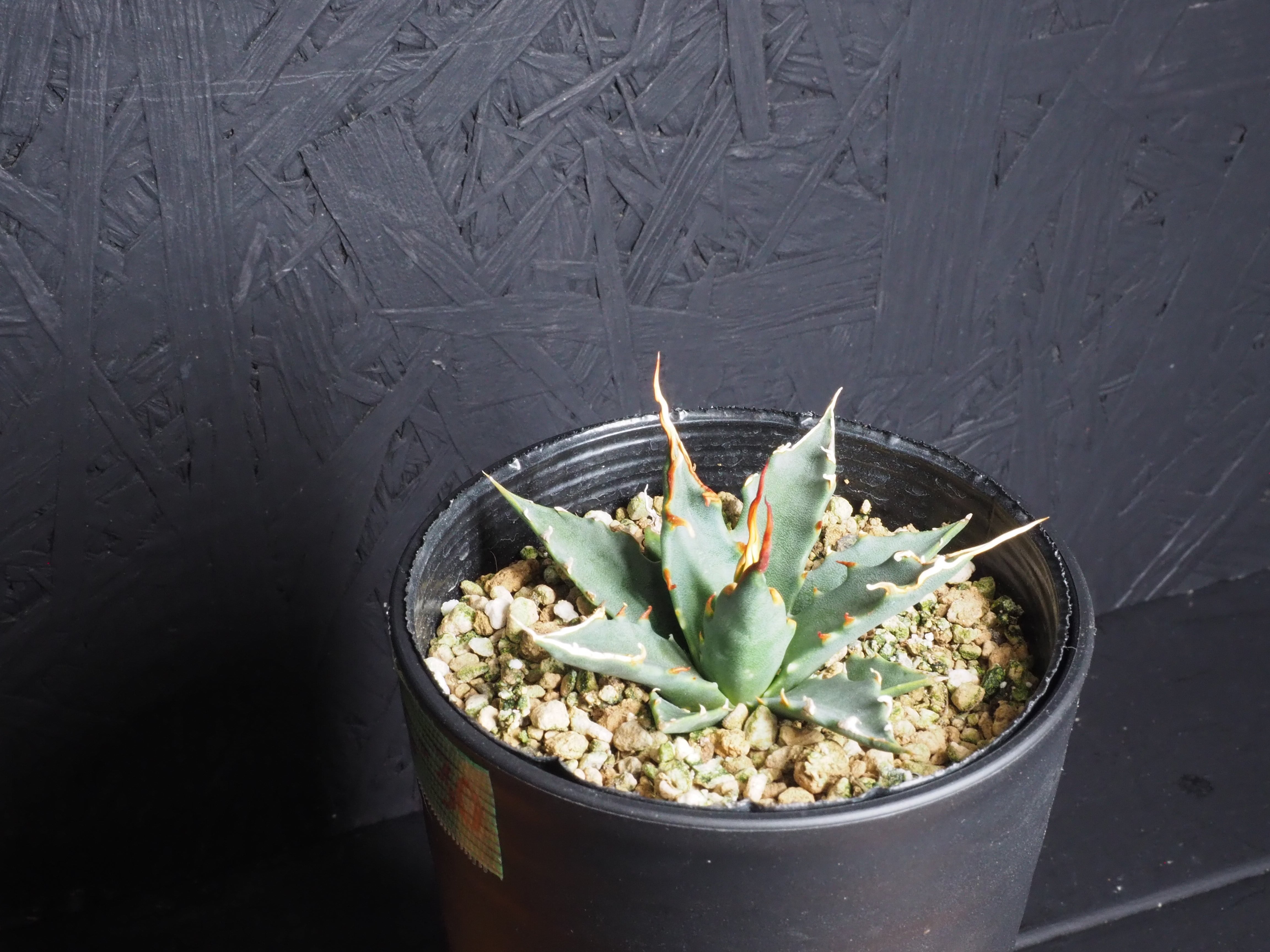 選んで購入」エボリスピナ『陽炎』～極上国内実生株選抜／Ys-30