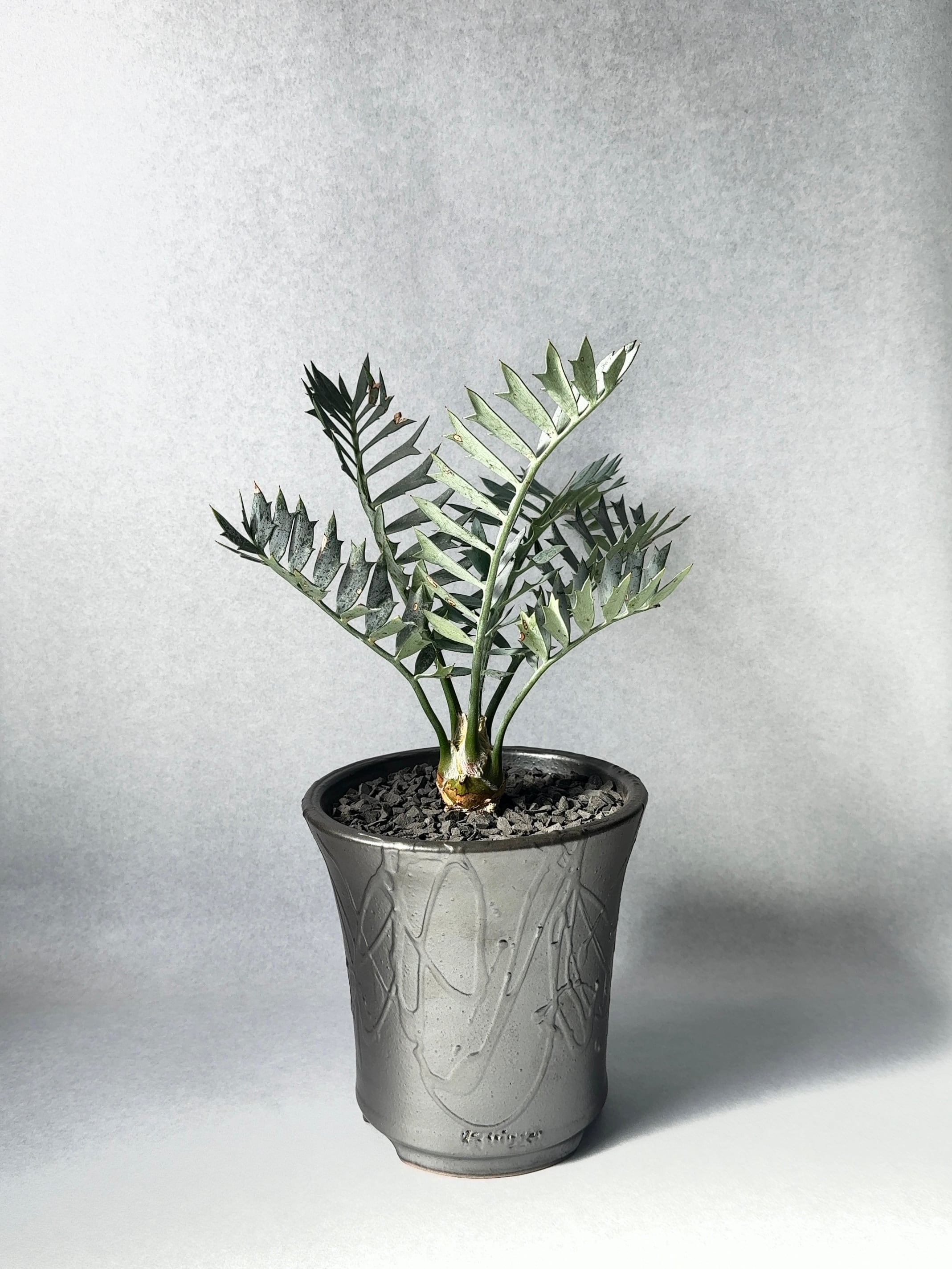 エンセファラルトス・ホリダスドワーフ | trigger