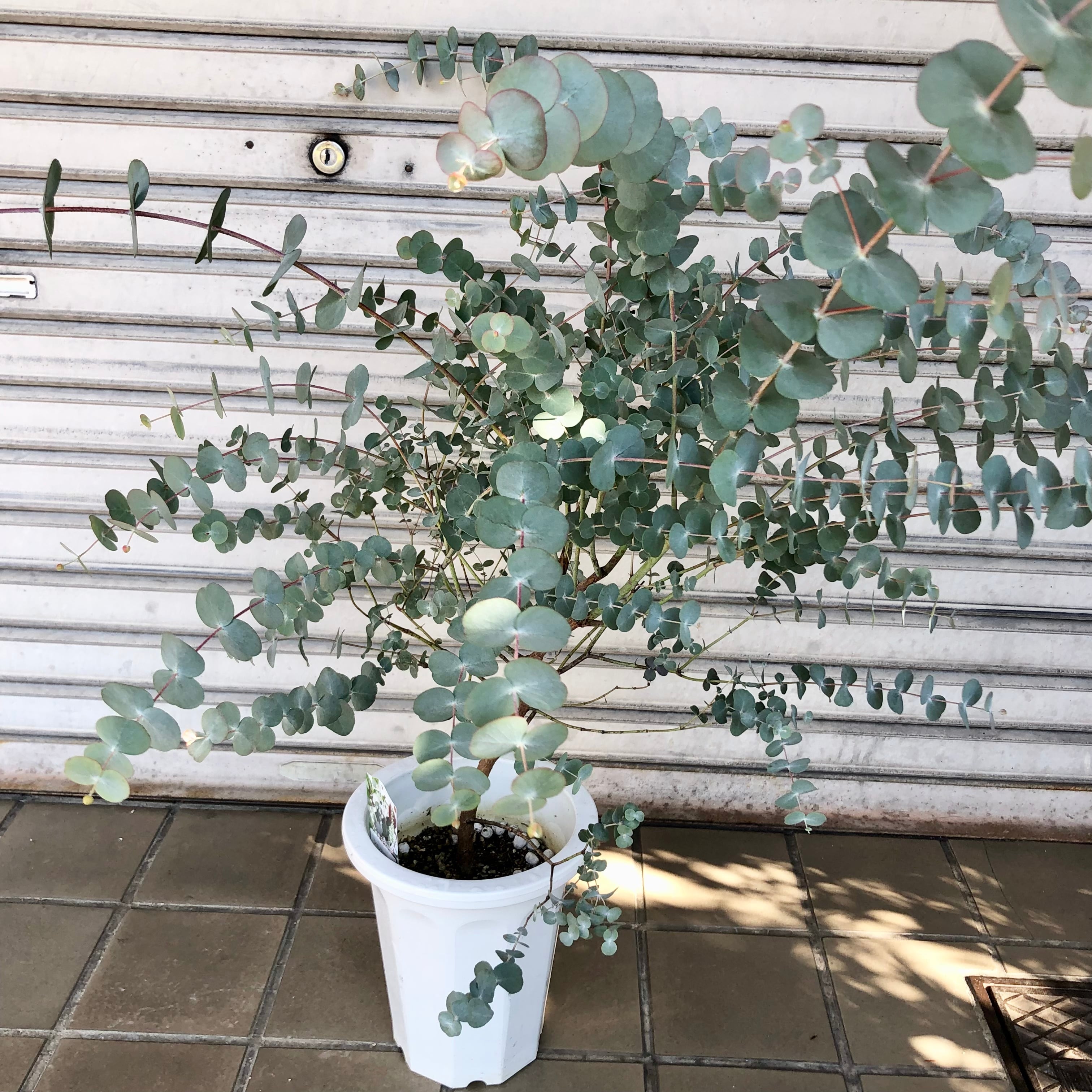 大株 幹太め ユーカリ シネレア 銀丸葉 | PLANTS SHOP OLIVE