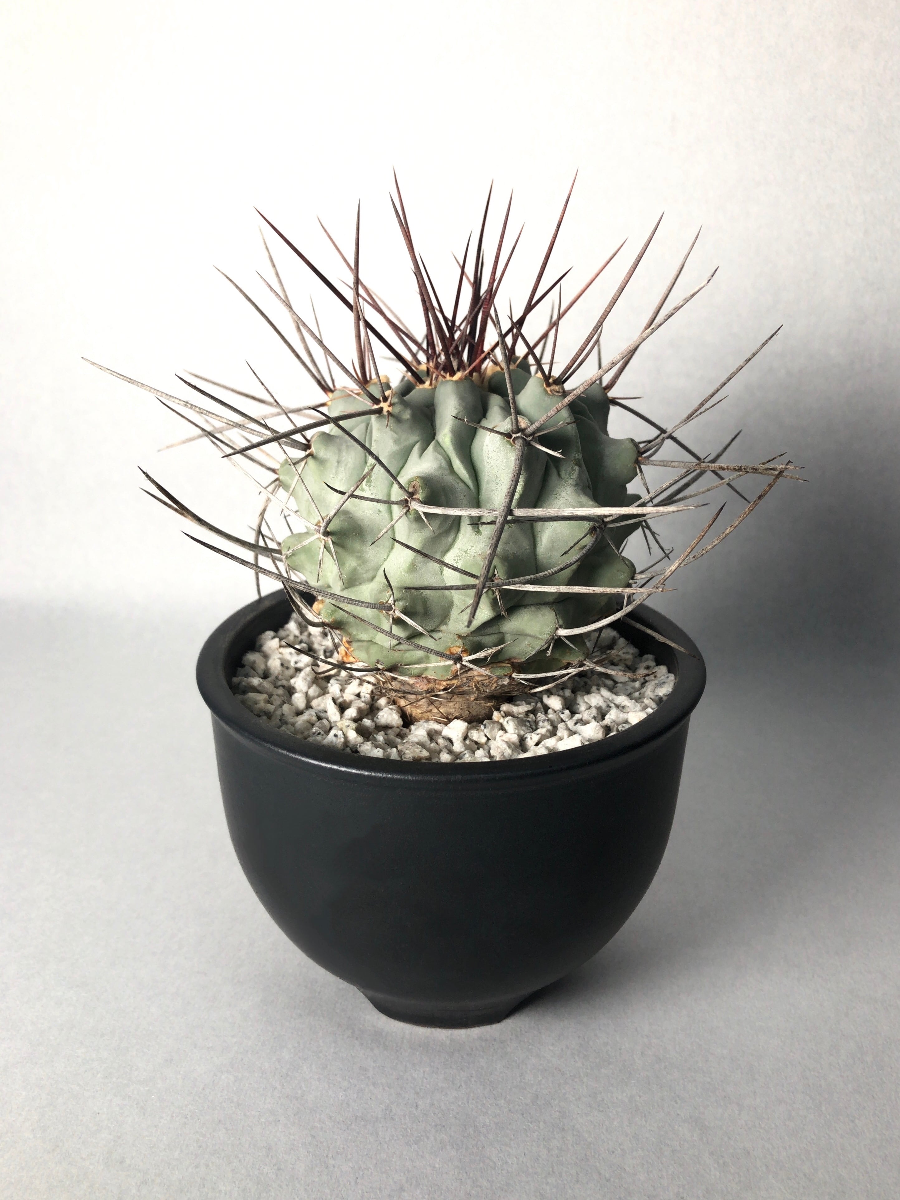 テロカクタス・鶴巣丸 | trigger