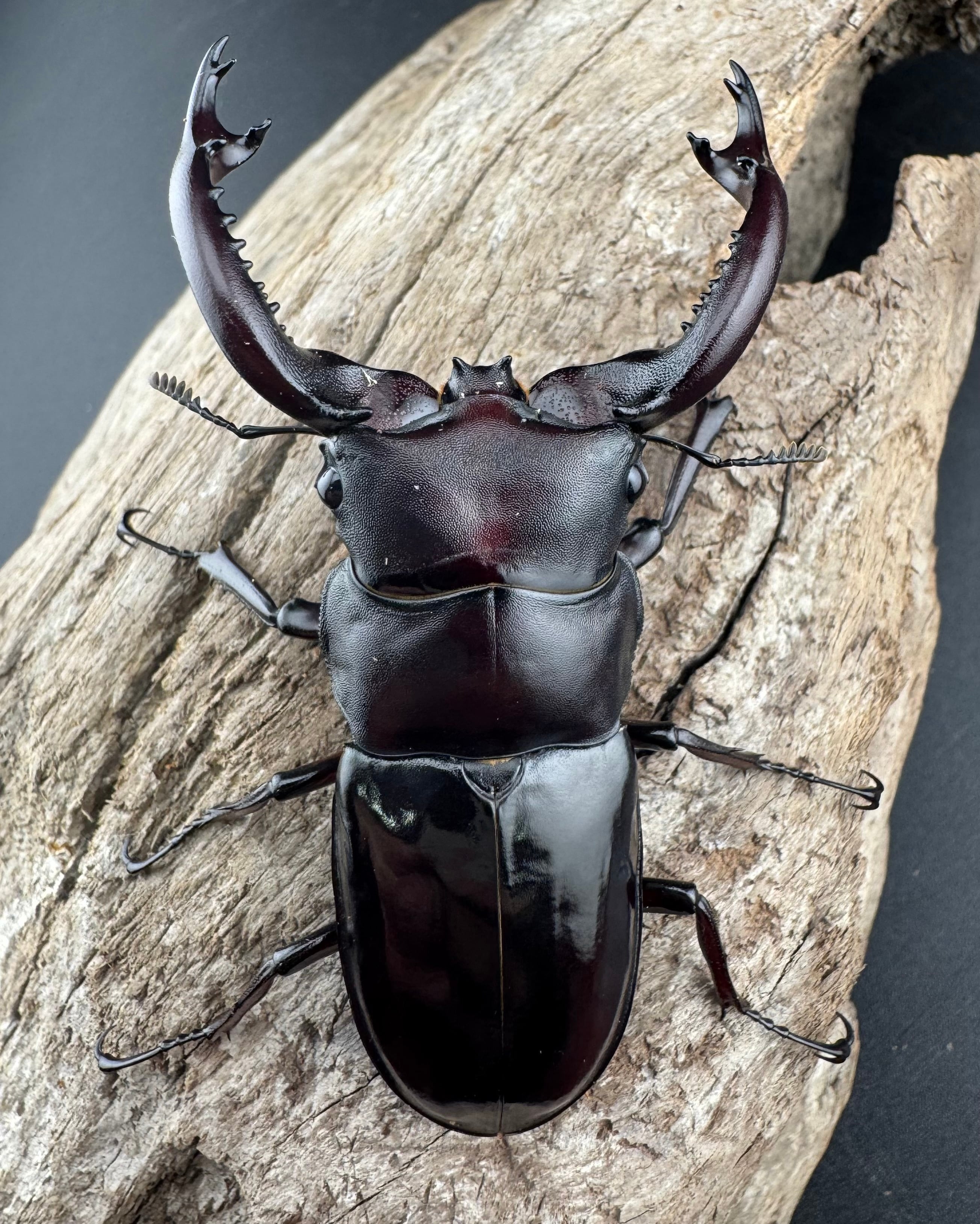 フォルスターフタマタ原名亜種 74mm ペア》 | KPW公式オンラインショップ