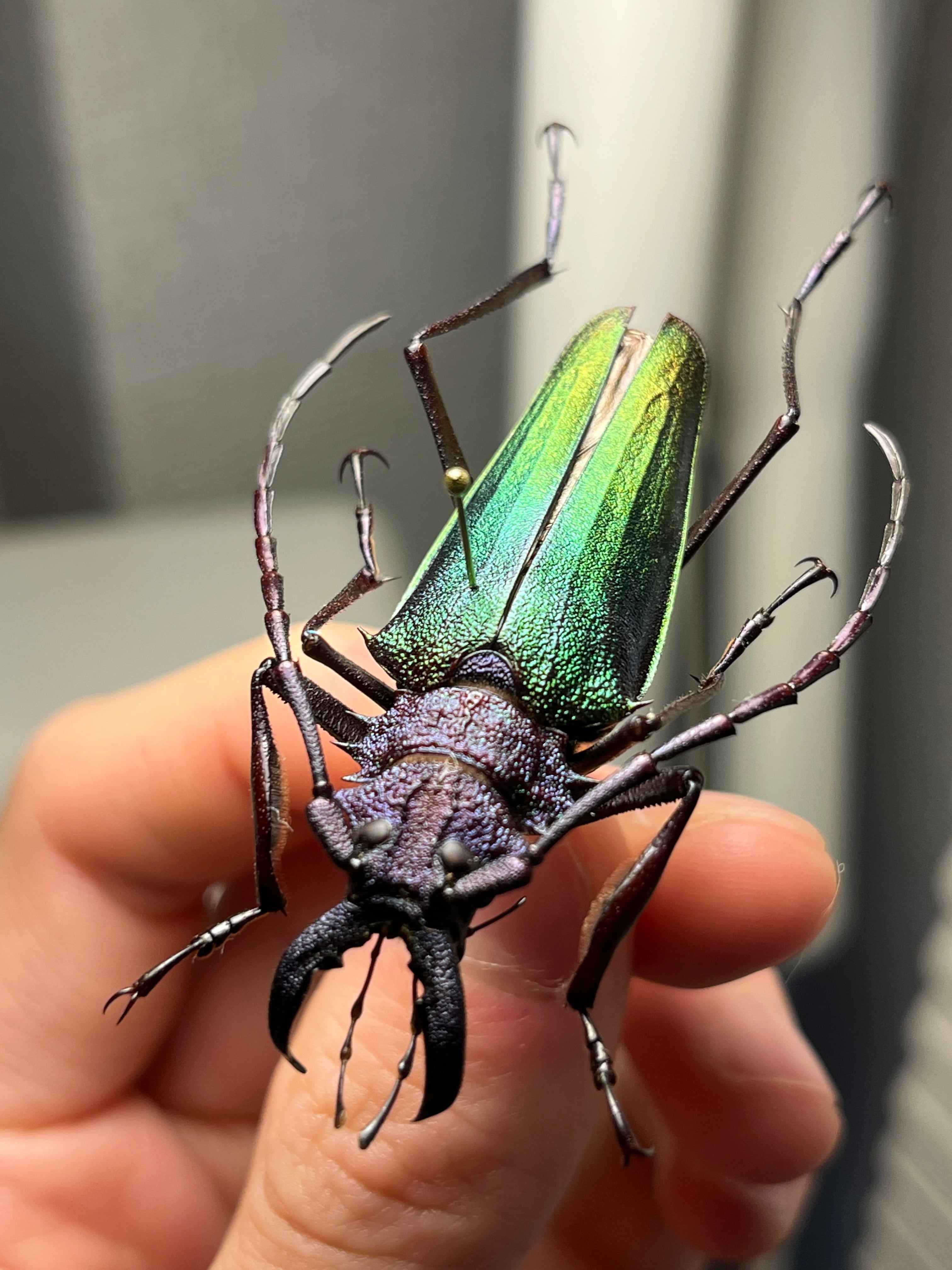 毒刺甲虫】サソリカミキリ 昆虫標本 Onychocerus ウスバカミキリ 毒刺