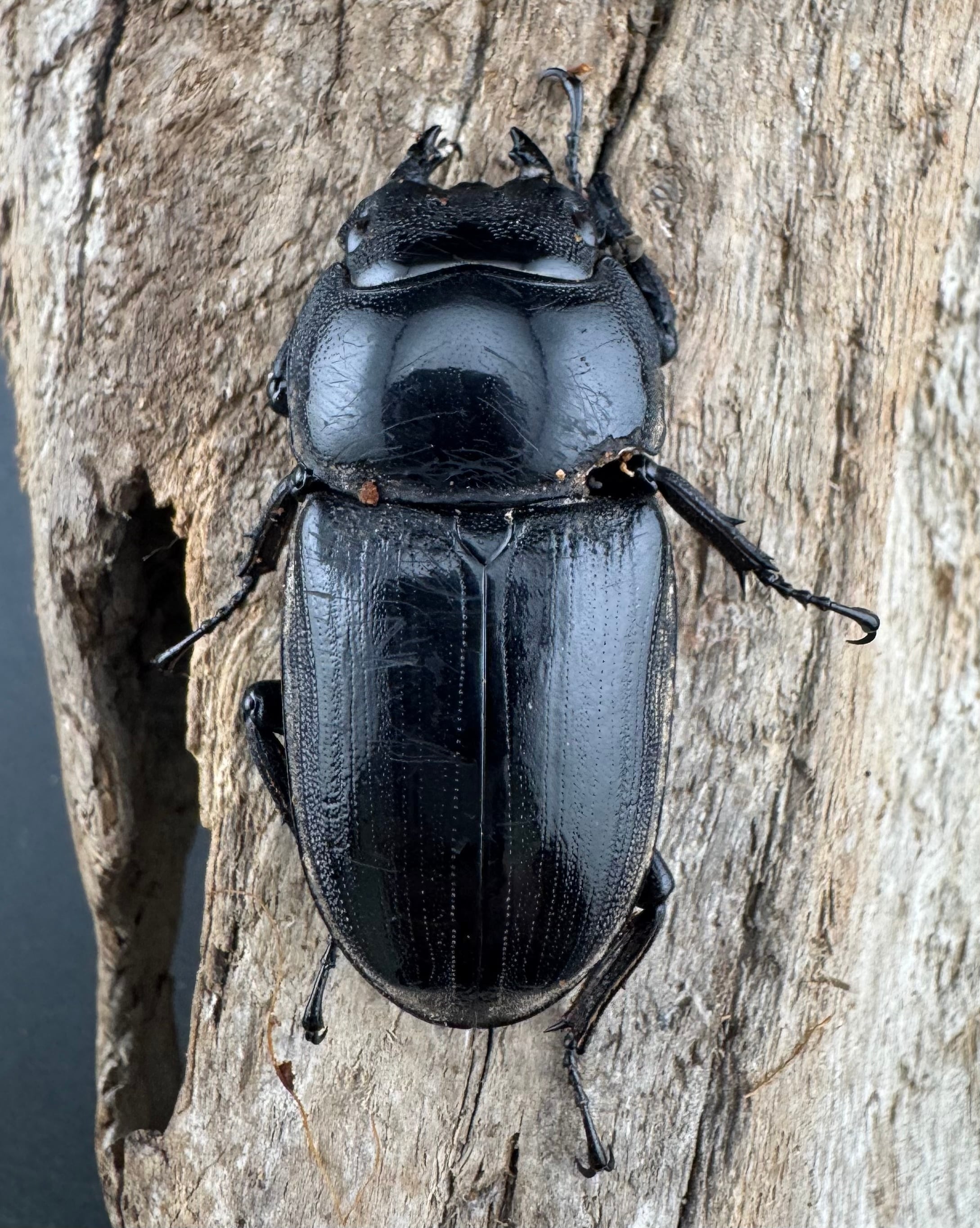 WD】《グランディスオオクワ原名亜種 70mm ペア》 | KPW公式オンライン