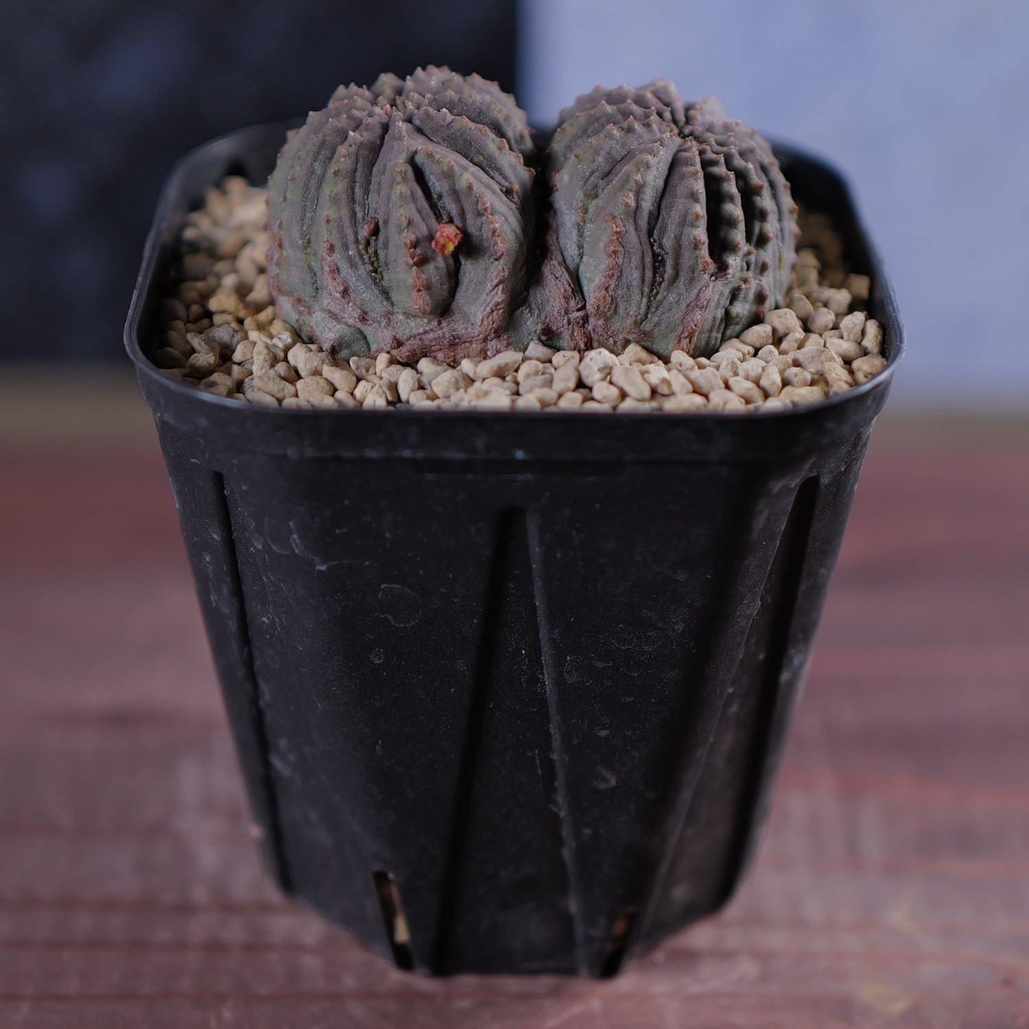 ダブルヘッド 扁平 オベサ / ユーフォルビア 木質化 | LIGHTHOUSE