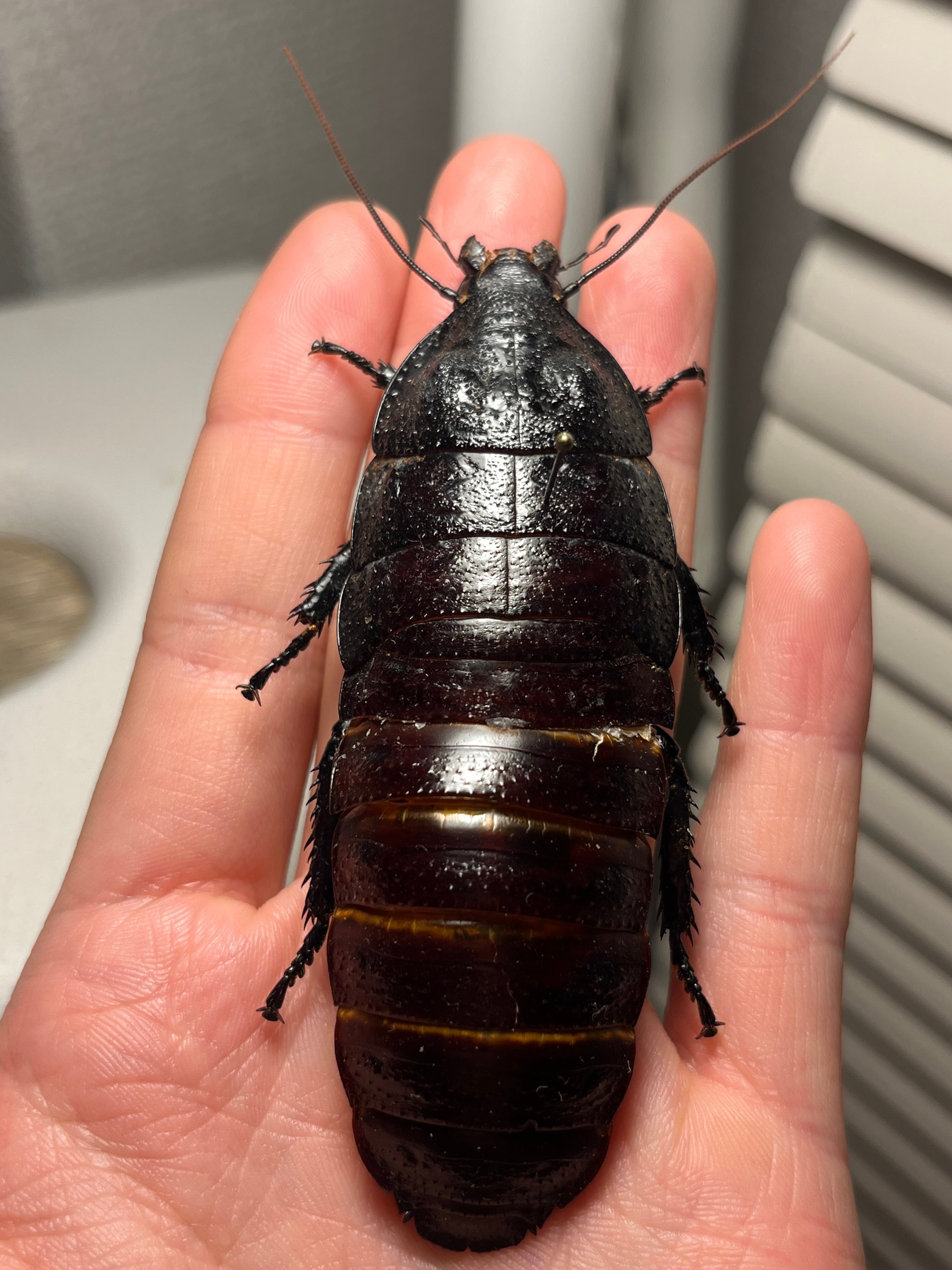 蜚最大級】マダガスカルゴキブリ オブロンゴナタ？ 標本