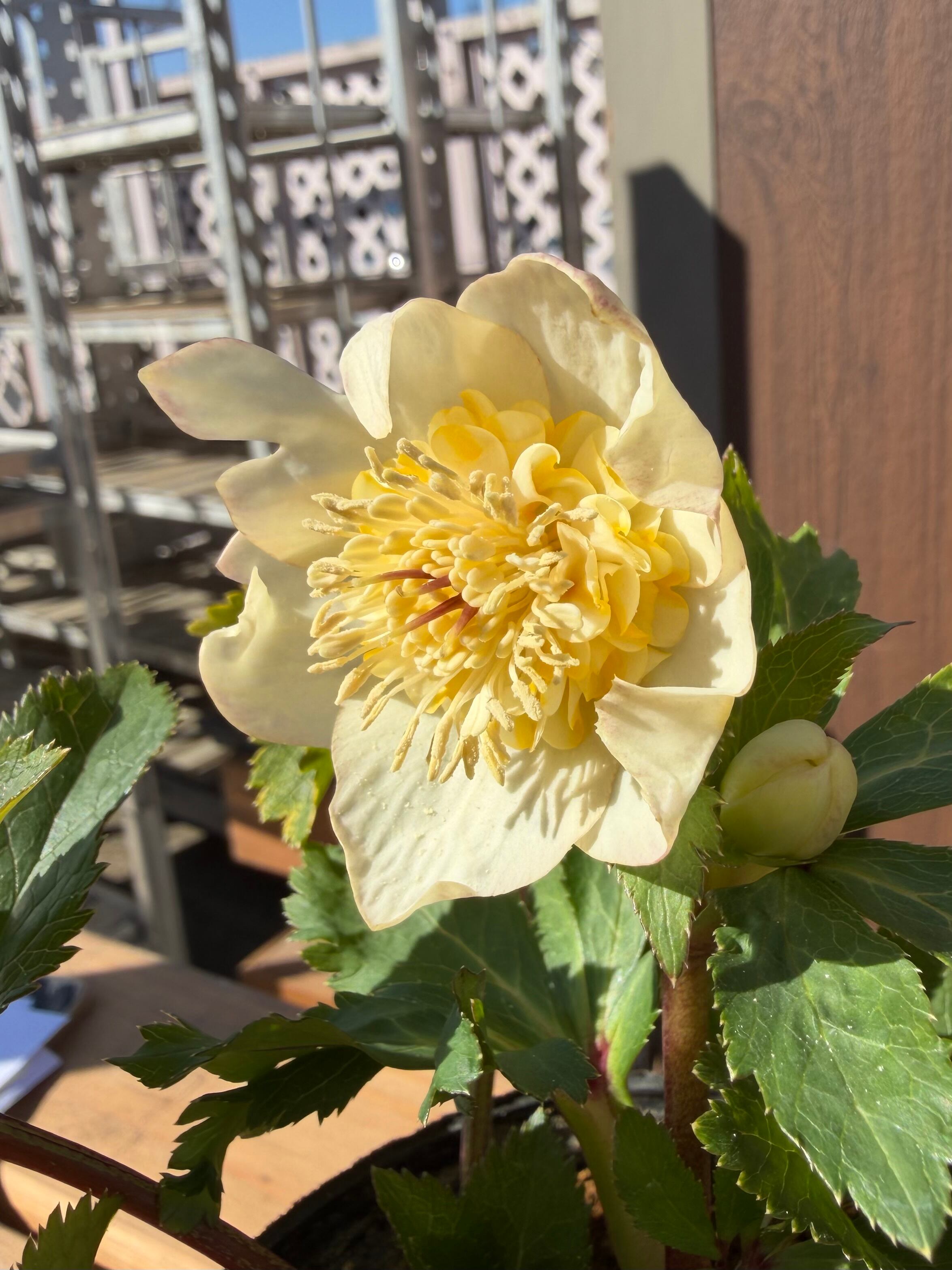 デュメ系オーレアsd 大木ナーサリー クリスマスローズ【Og15】送料無料