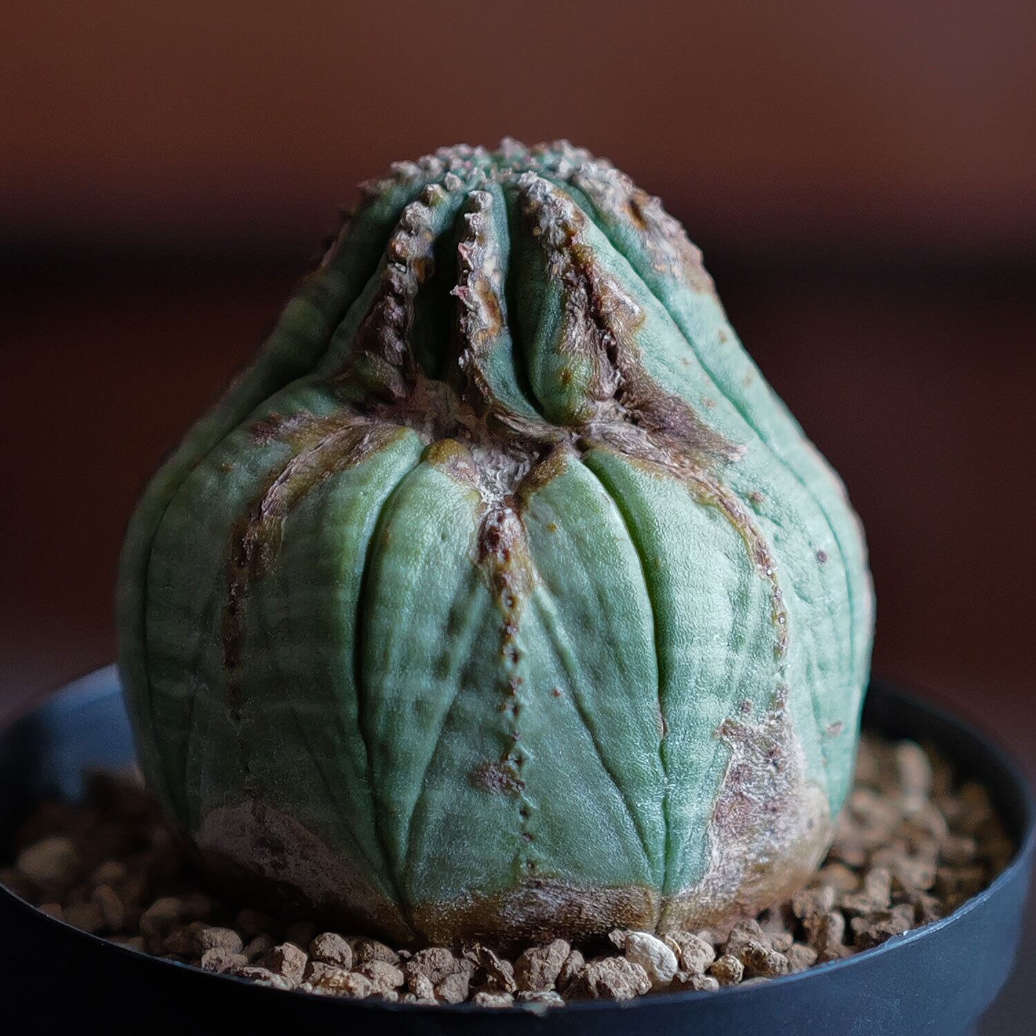 ユーフォルビア オベサ 綴化タイプ 2.5号プラ鉢 ユーフォルビア オベサ