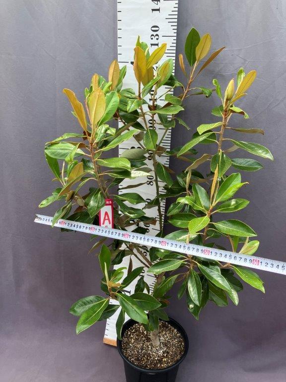 現品530A】リトルジェム（矮性タイサンボク）8号 | 日本ライン花木