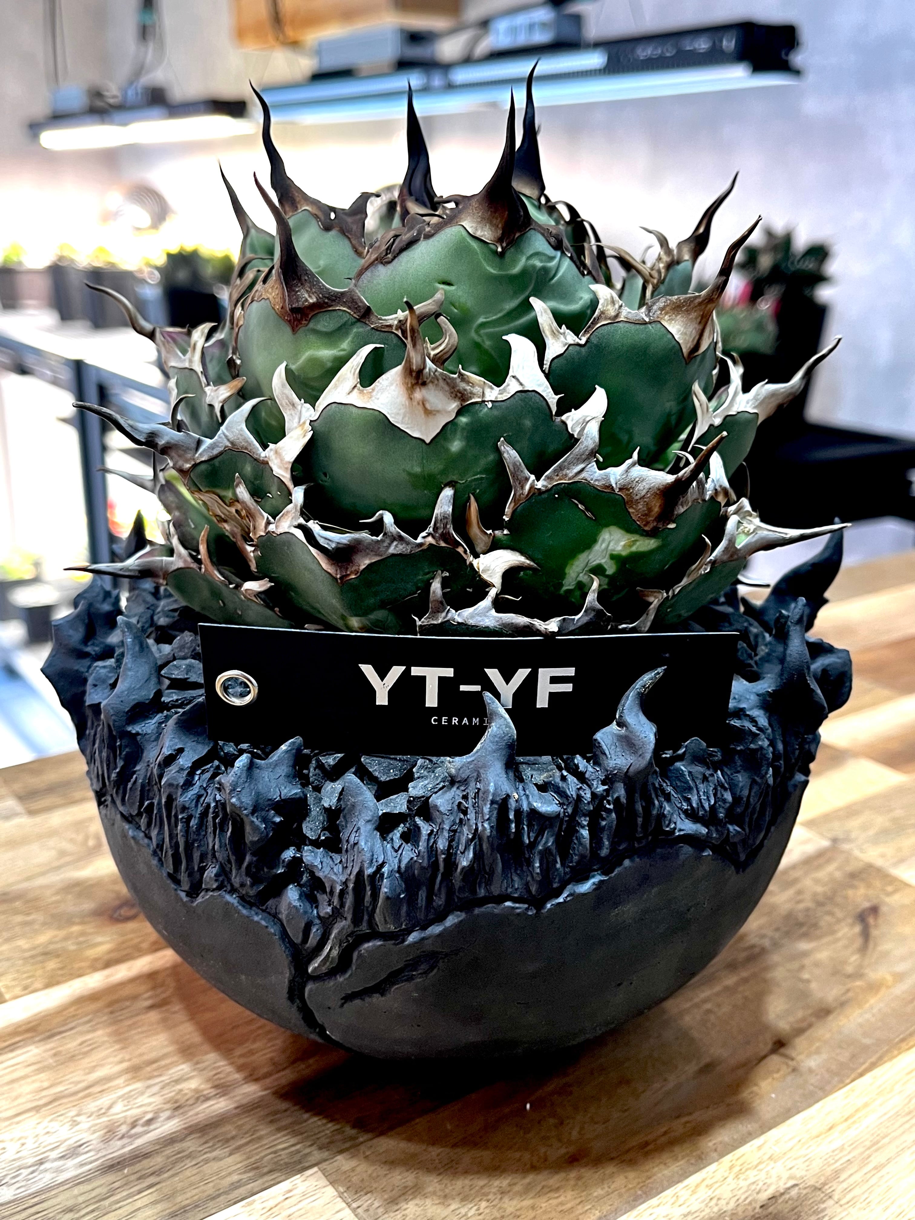 ytyf 鉢 【公式通販】