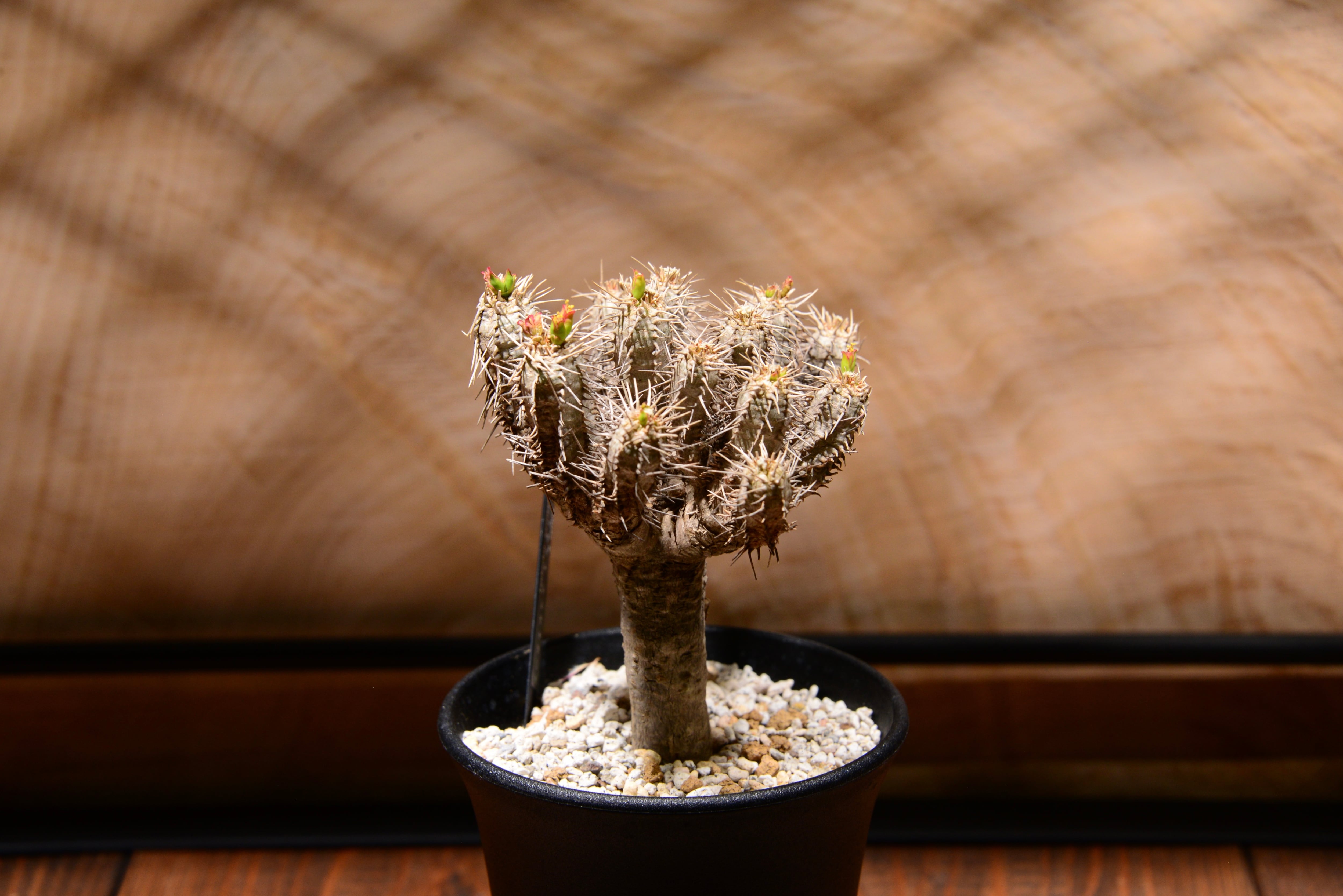 ユーフォルビア ギラウミニアナ〈現地球〉 | N collect plants