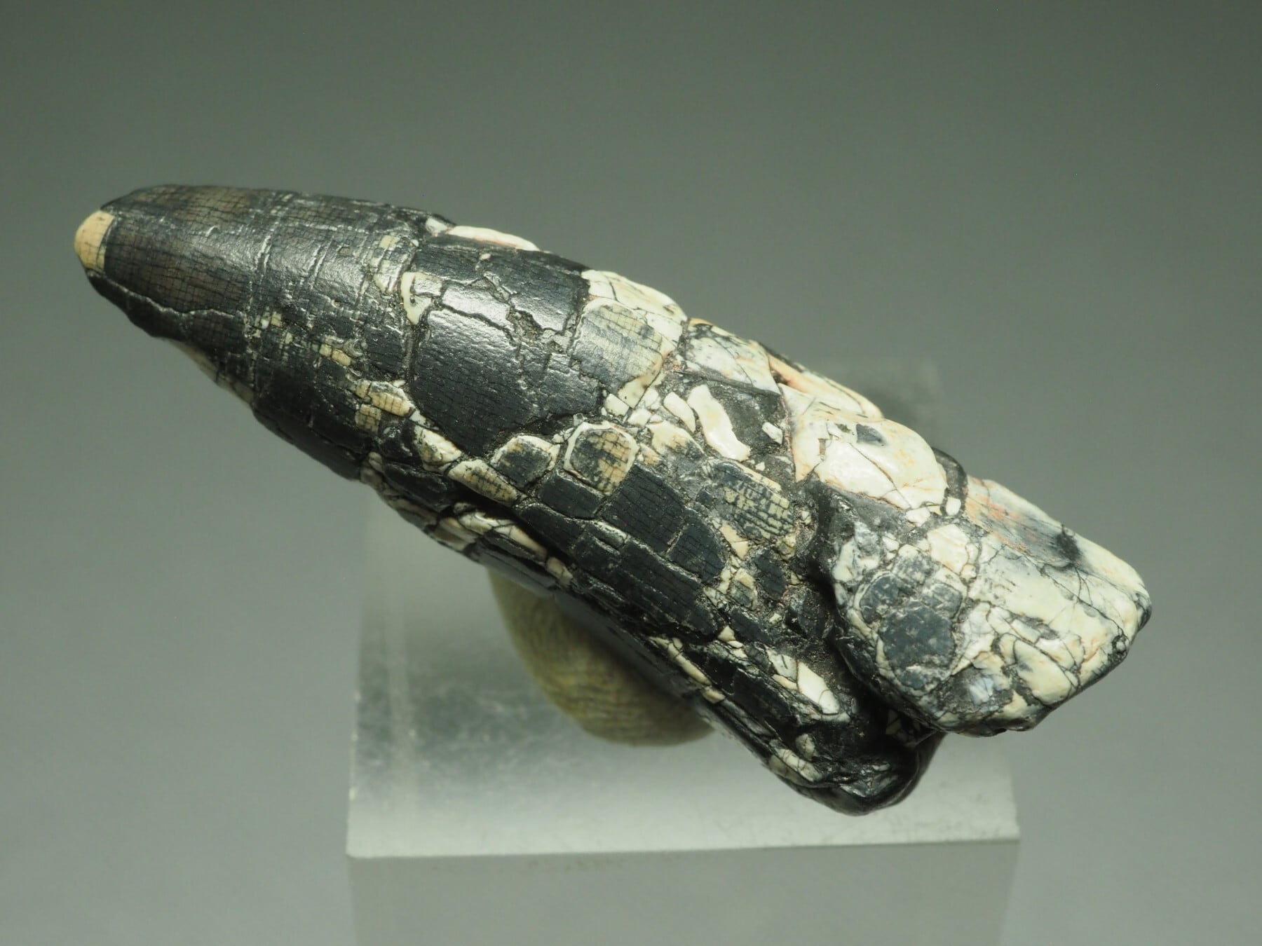 アトラサウルス 歯 化石 恐竜 7200万年前の恐竜の歯、国内4か