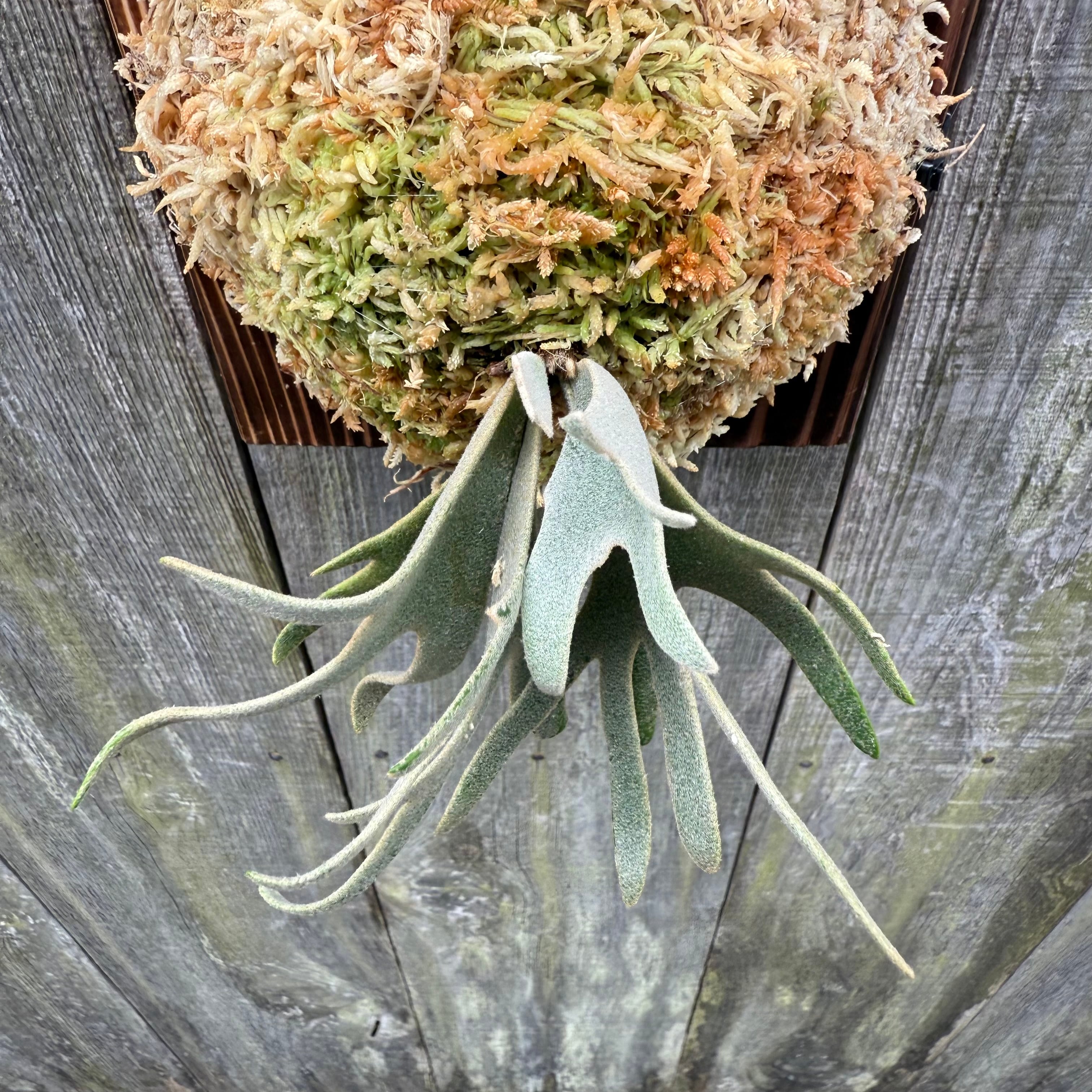 P.willinckii Totoro sporeling | naturefix