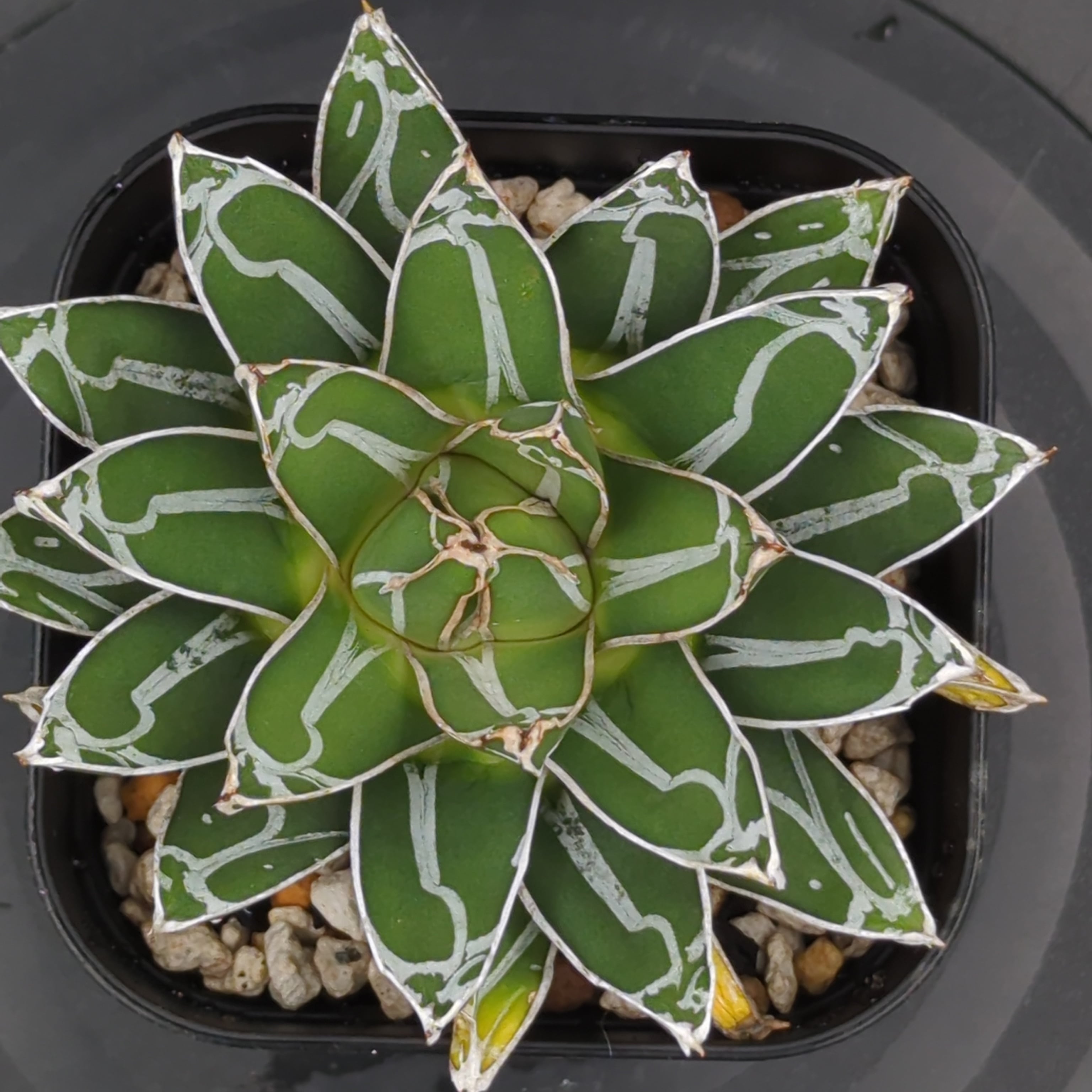 アガベ ダルマ笹の雪 | BRIDGE GARDEN