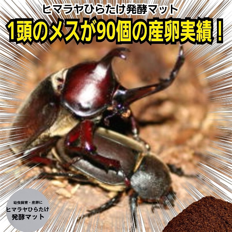カブトムシ幼虫が大きくなります！ 国産88ミリ羽化実績多数！ヒマラヤ