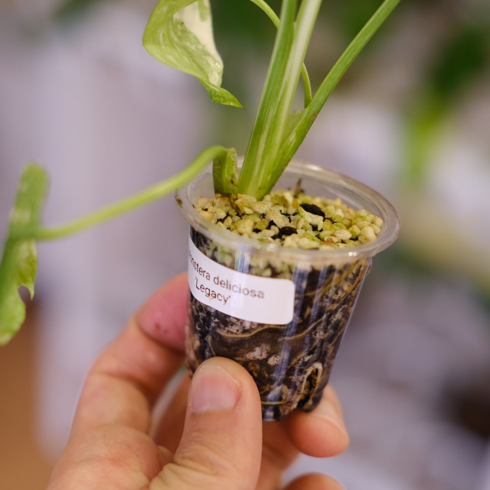 モンステラ・レガシー / Monstera deliciosa 'Legacy'⑦ | tokyoplants