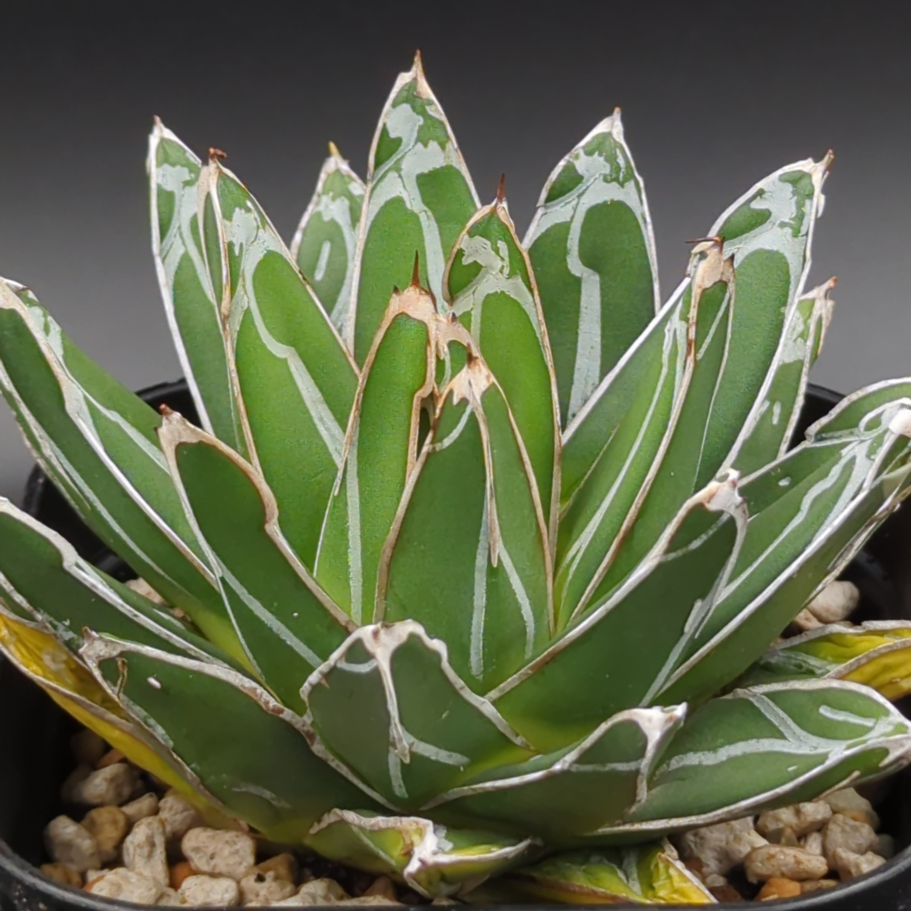 アガベ ダルマ笹の雪 | BRIDGE GARDEN