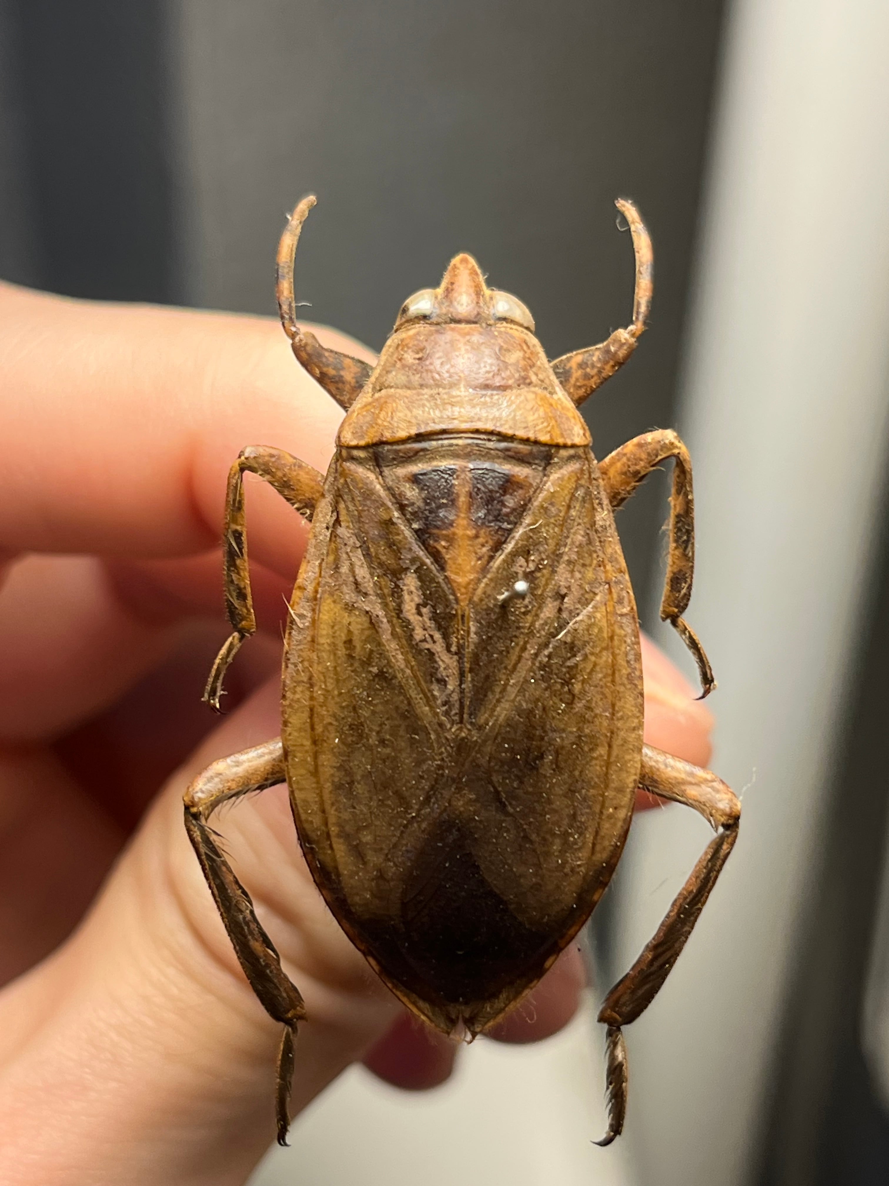 田亀最大種】ナンベイオオタガメの昆虫標本 タランチュラムカデ