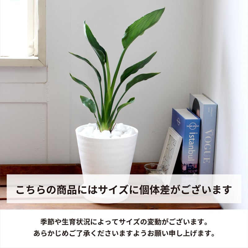 ストレチア/ストレリチア レギネ 6号 【セラアート鉢】 | 京橋植物園