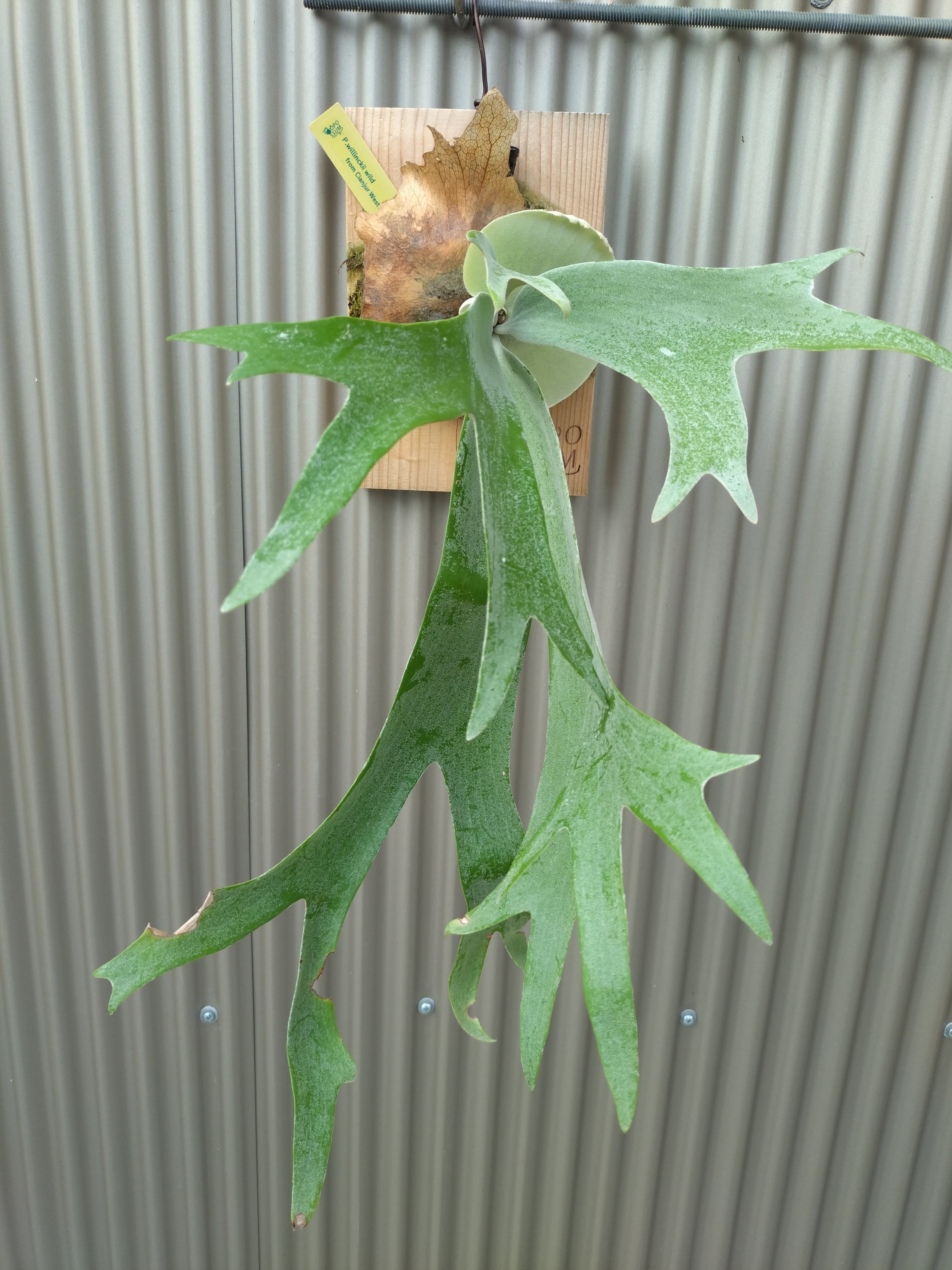 ビカクシダ P.Willinckii wild from Cianjur West Java | opossum