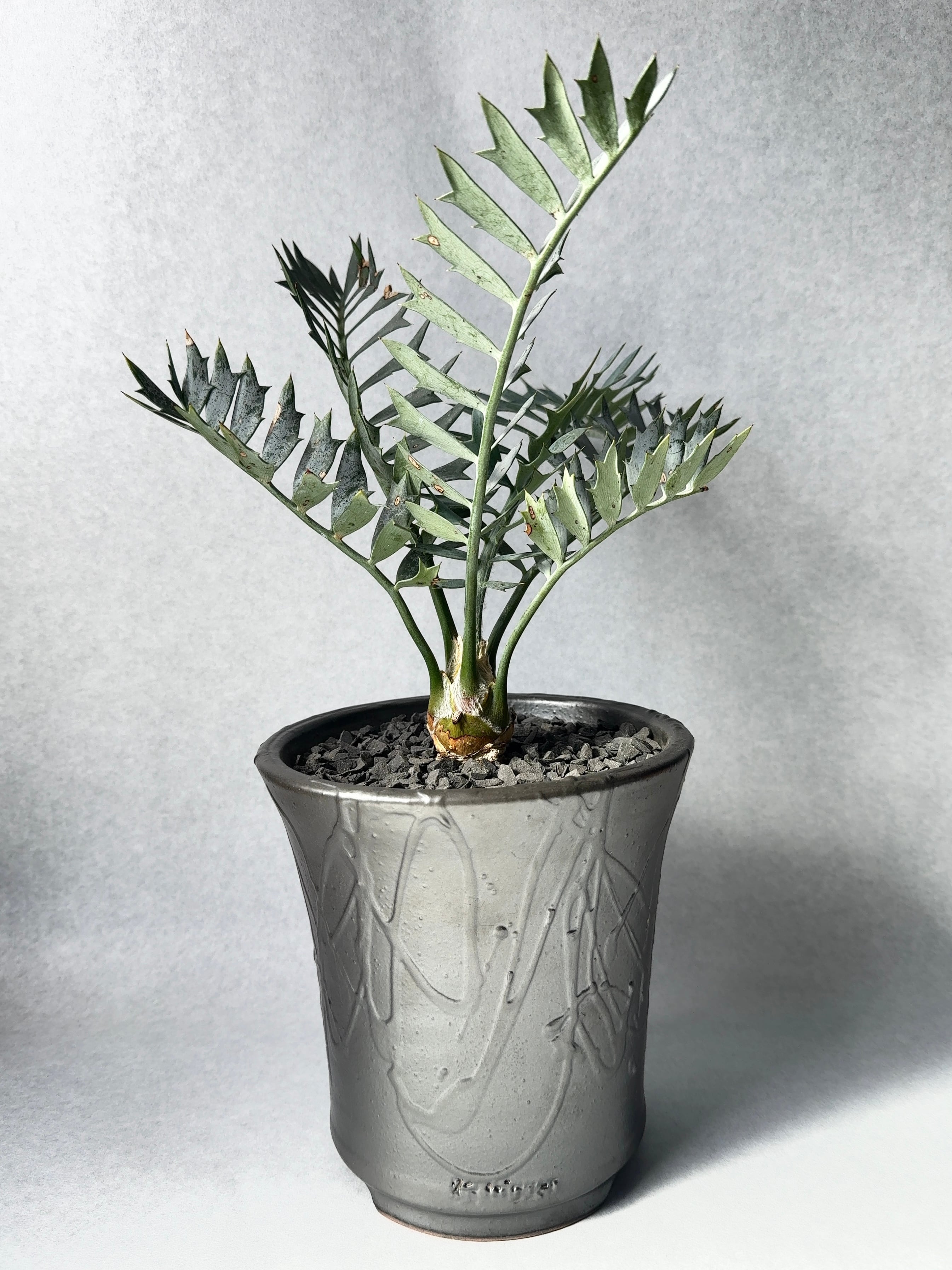 エンセファラルトス・ホリダスドワーフ | trigger