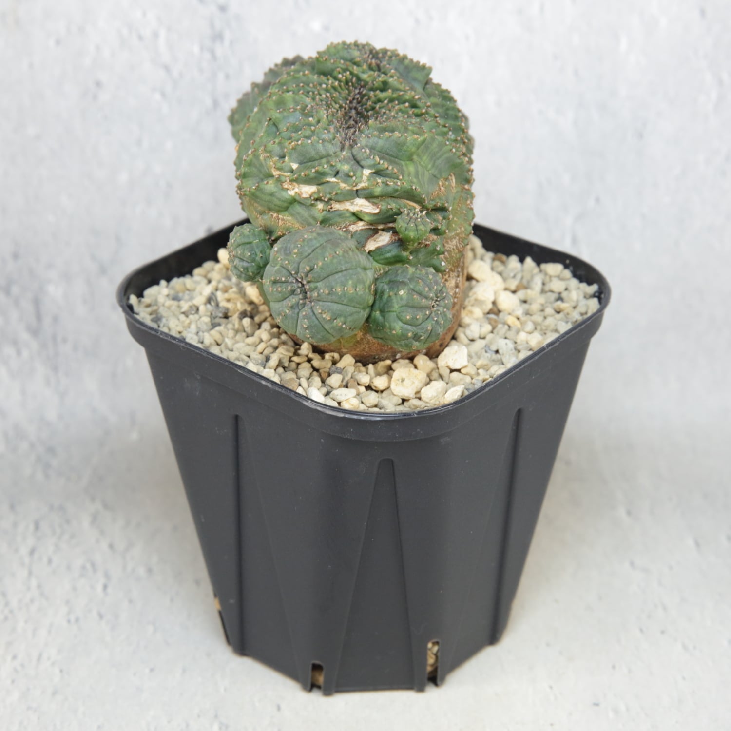 超厳選株】大株 最大幅約9.6cm 仔吹き 円扇綴化 オベサ