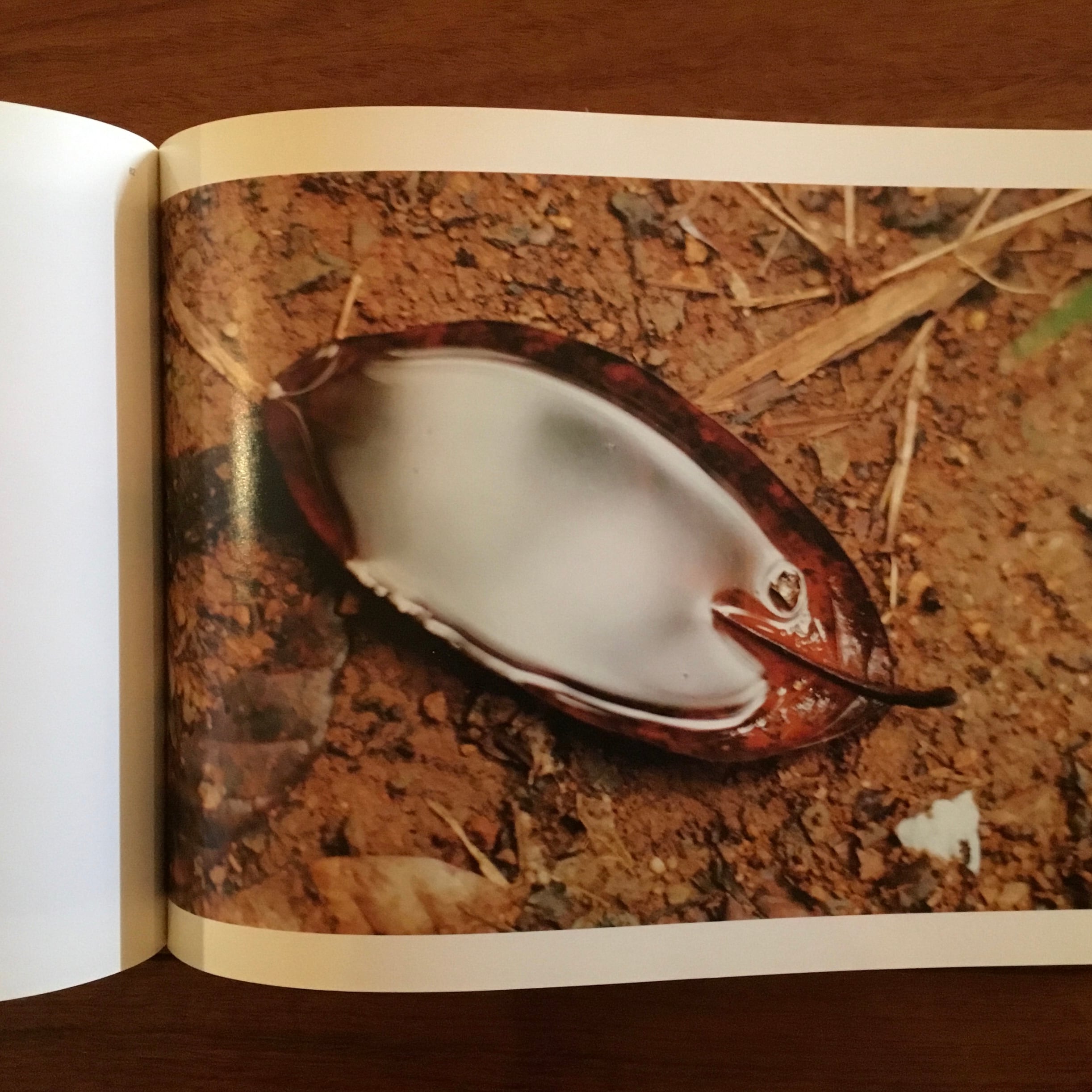 Wolfgang Tillmans: for when I'm weak I'm strong | Flying Books