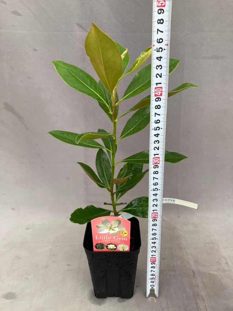 タイサンボク・リトルジェム 3.5号 | 日本ライン花木センター