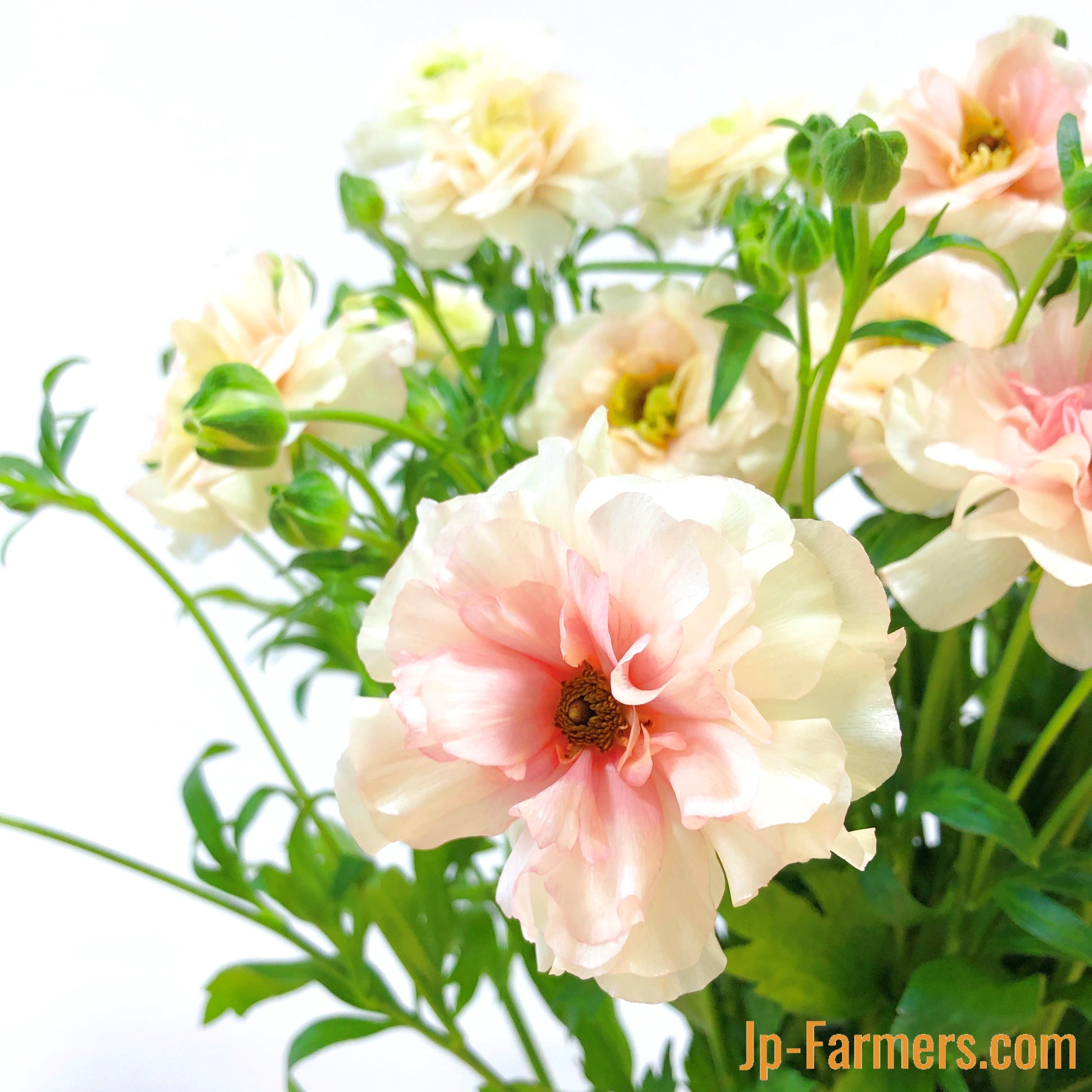 ラナンキュラス 『ラックス アリアドネ』10本 | 新鮮お花問屋 Jp