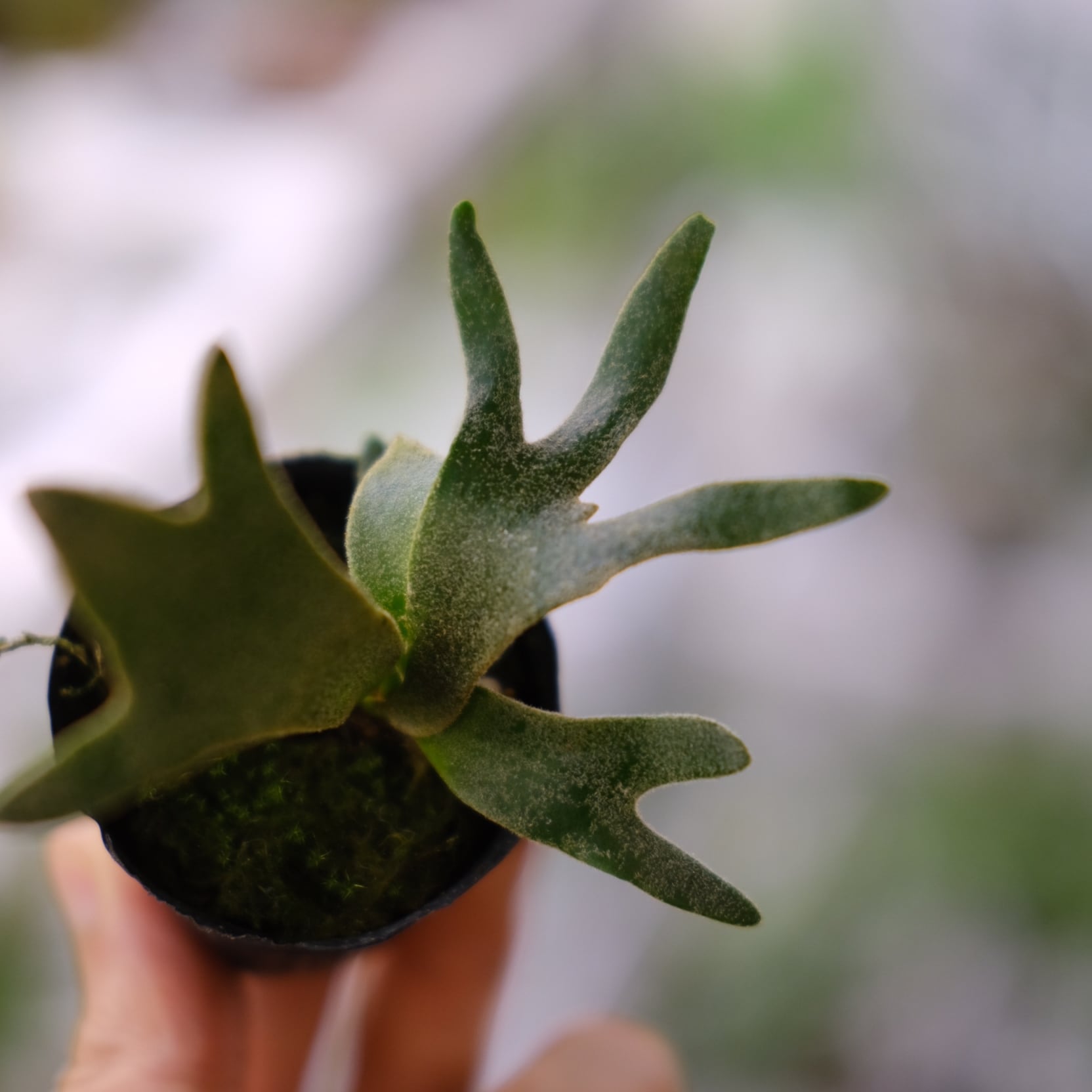 P.willinckii 'Bacteria' / ビカクシダ ウィリンキー バクテリア⑧