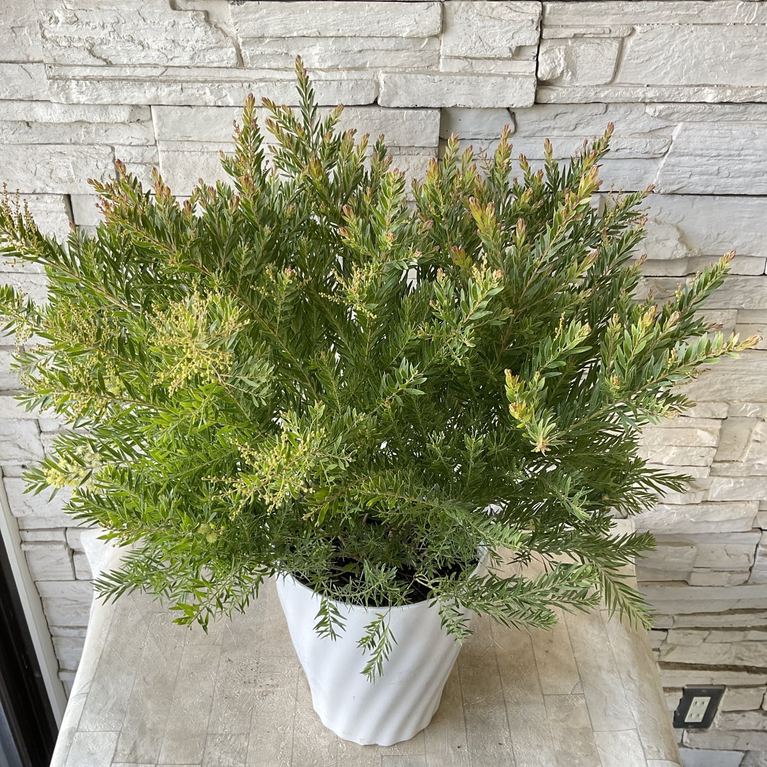 アカシア テレサ 7寸鉢 | 橋本種苗園