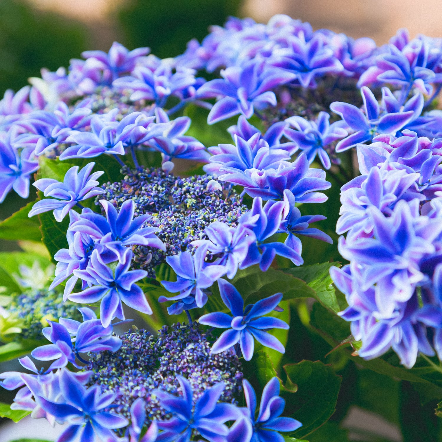 アジサイ 月虹ブルー○4年もの開発期間 紫陽花 鉢植えも可能 5.5号