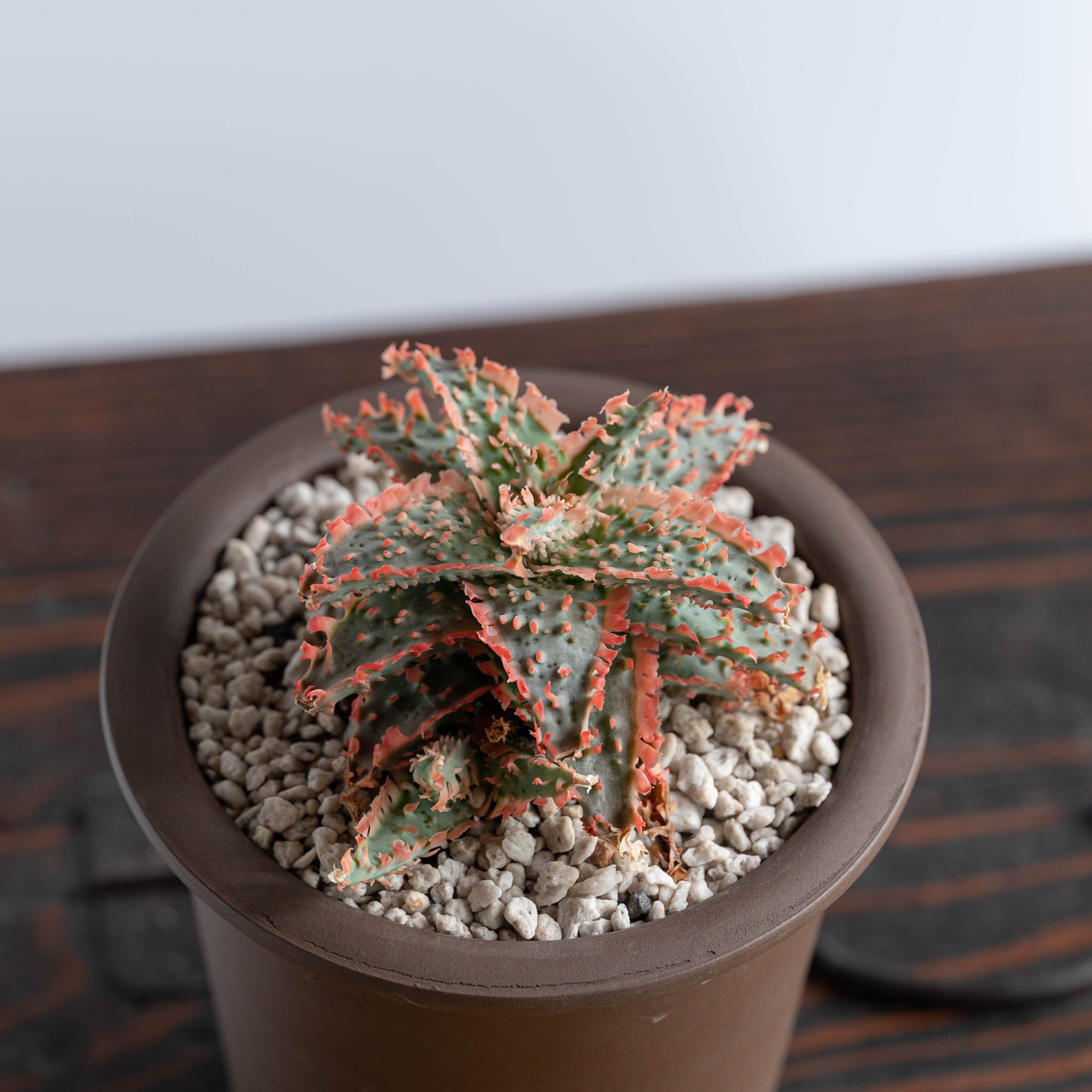 子株】アロエ ハイブリッド -Aloe hybrid- AB | Agave Rocon